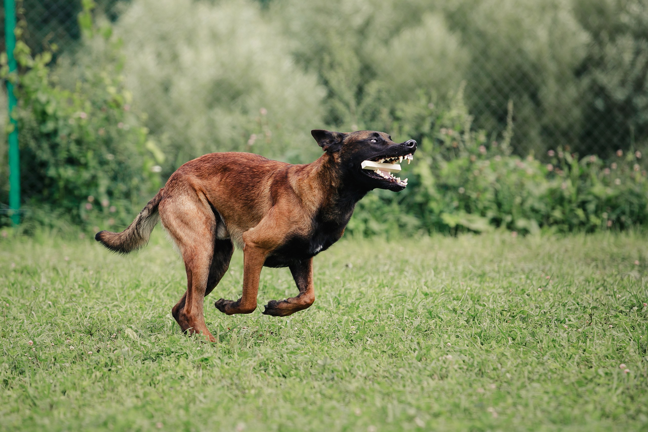 Мондьоринг М1, М2, М3, Вологда. Фотограф-анималист Mary Mart — Москва, Питер