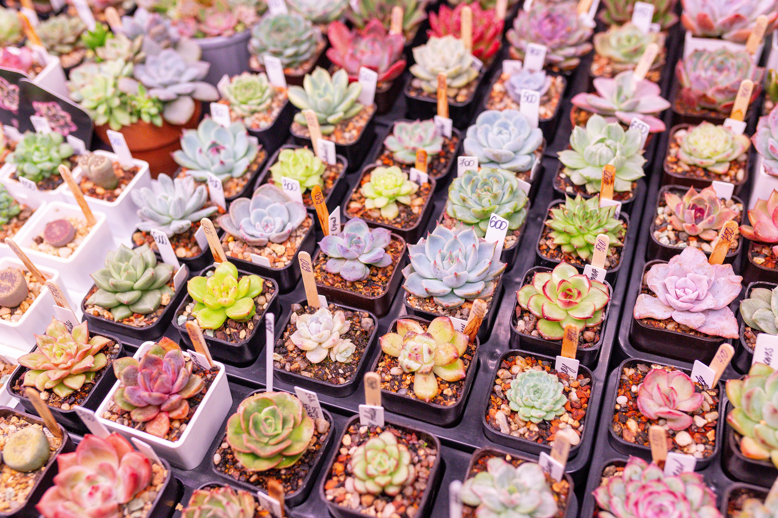 Монстериум 11–12 октября. Александра Куликова фотограф, Москва