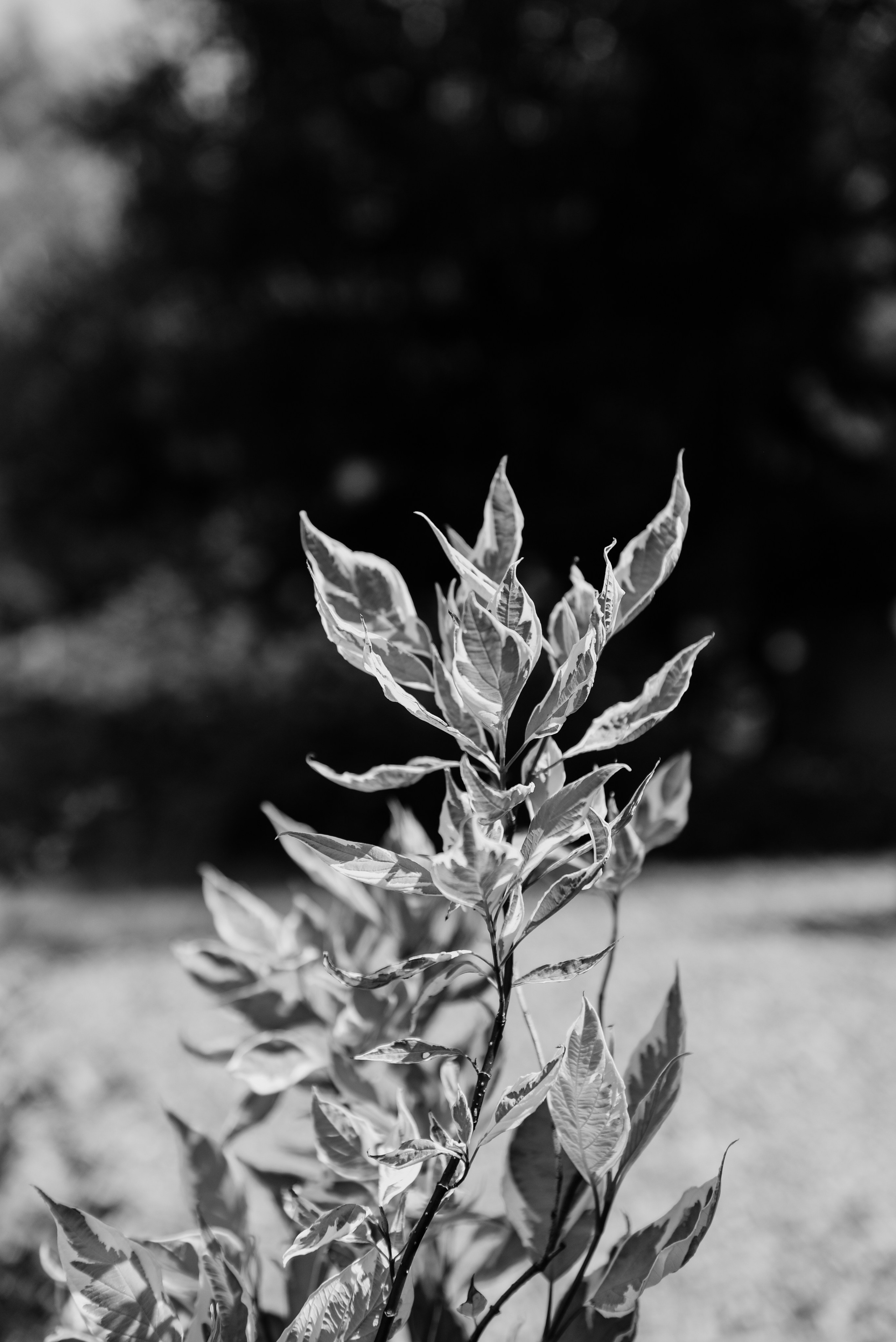 Green house. Фотограф, визажист. Москва
