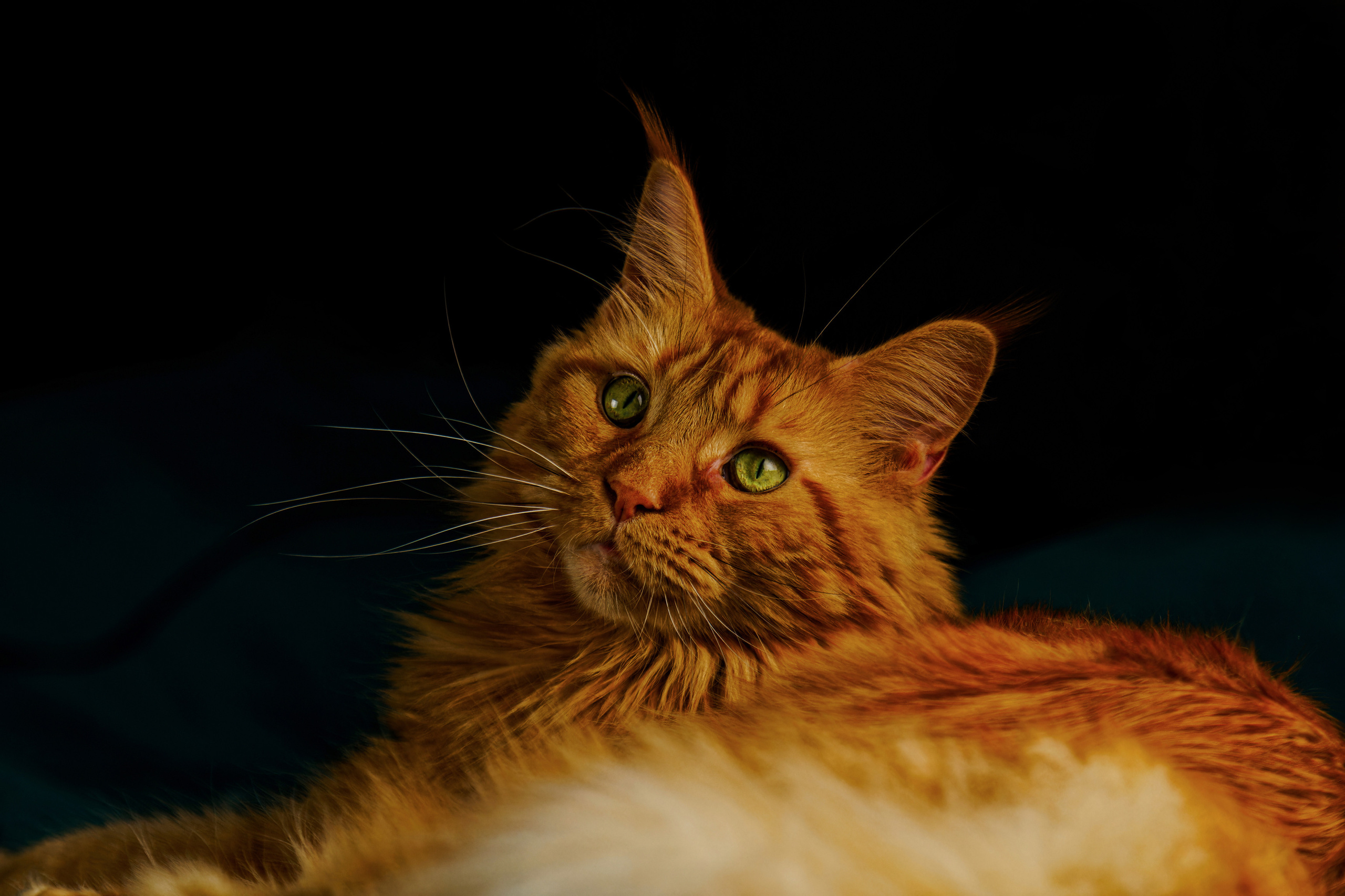 Кошки. Фотограф-анималист Юлия Зубкова