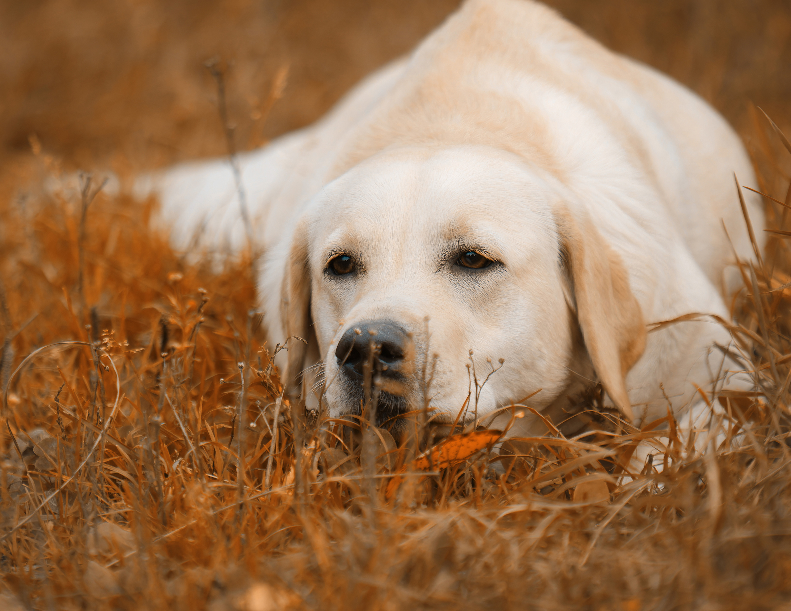 Фотограф-анималист Юлия Зубкова