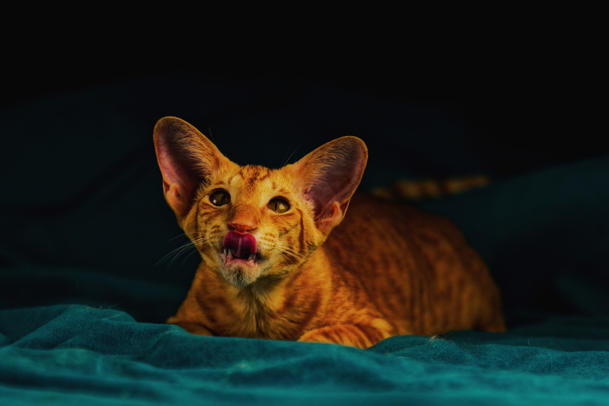 Кошки. Фотограф-анималист Юлия Зубкова