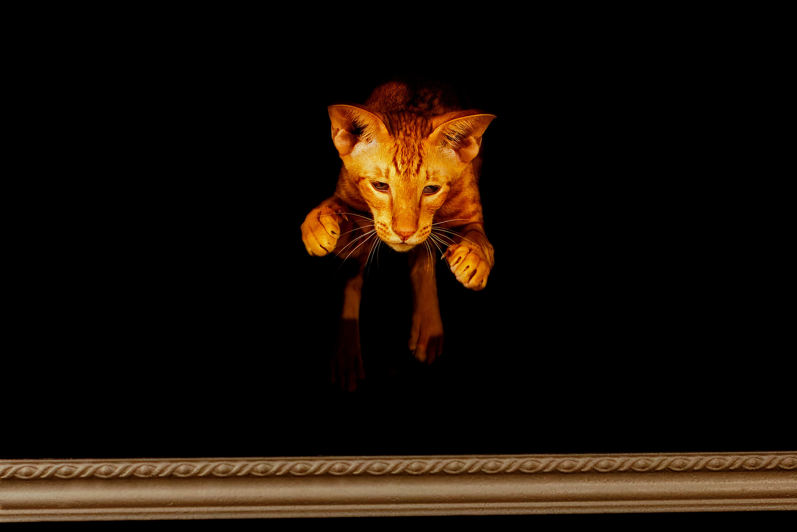 Кошки. Фотограф-анималист Юлия Зубкова