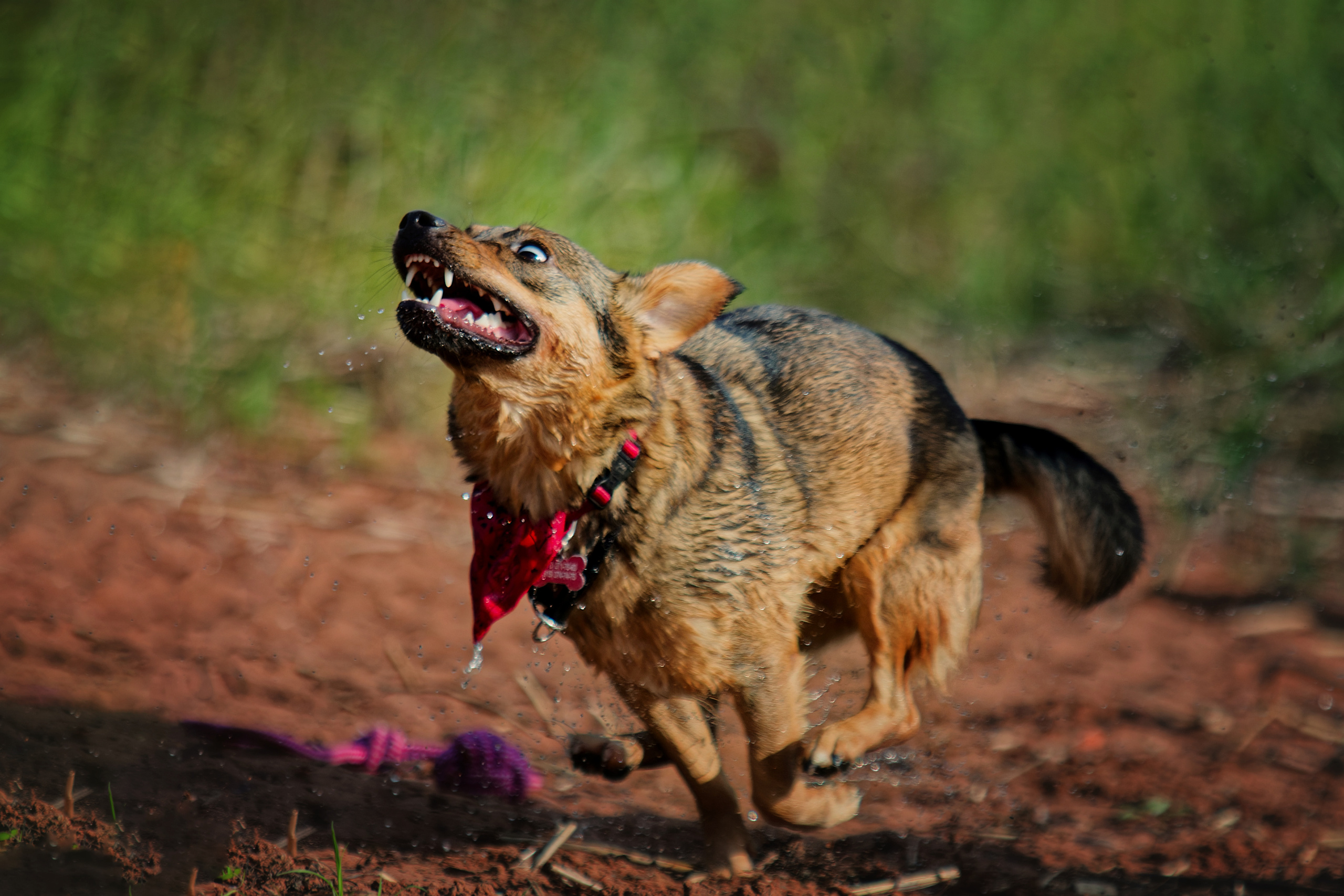 Отзывы. Фотограф-анималист Юлия Зубкова