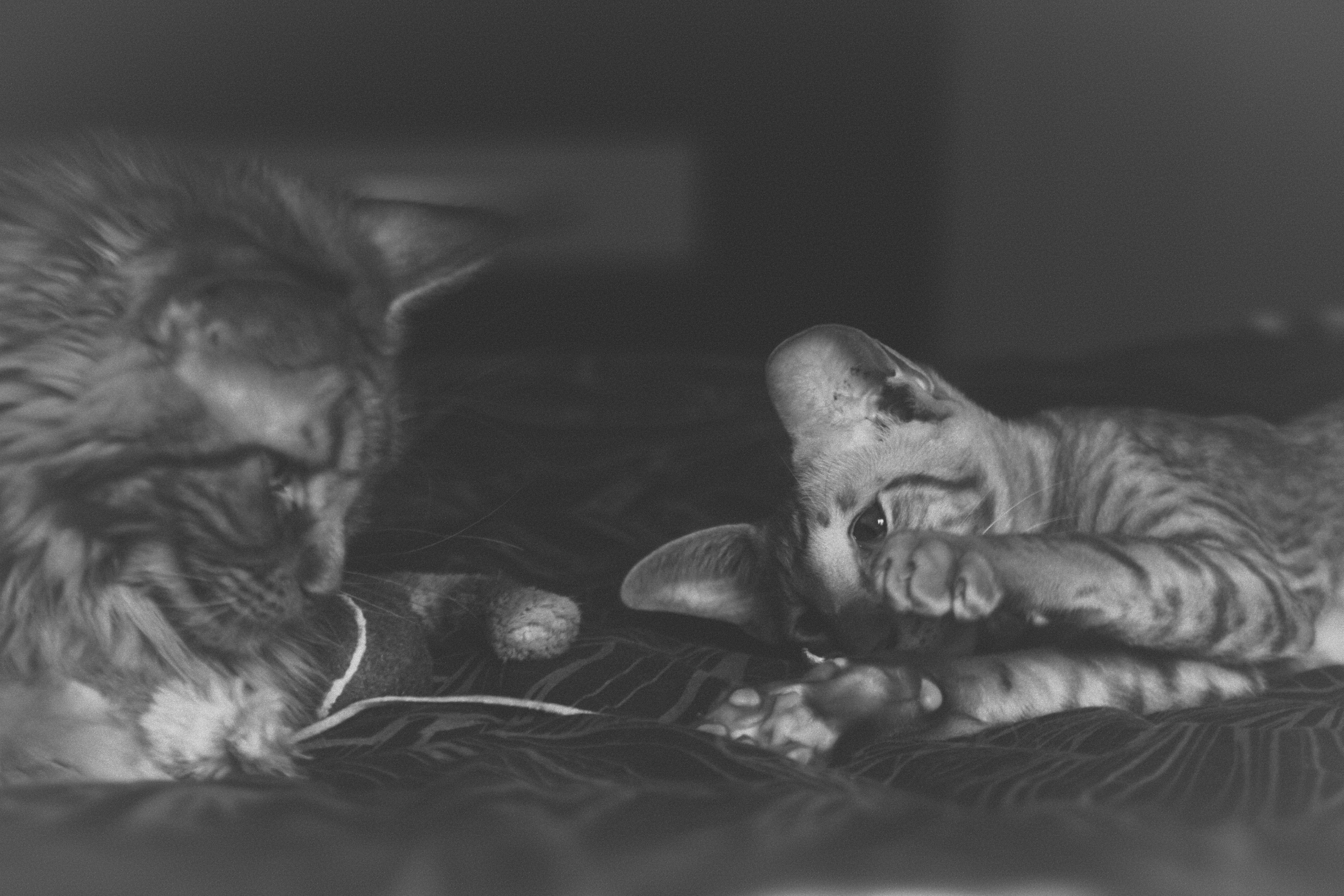 Кошки. Фотограф-анималист Юлия Зубкова