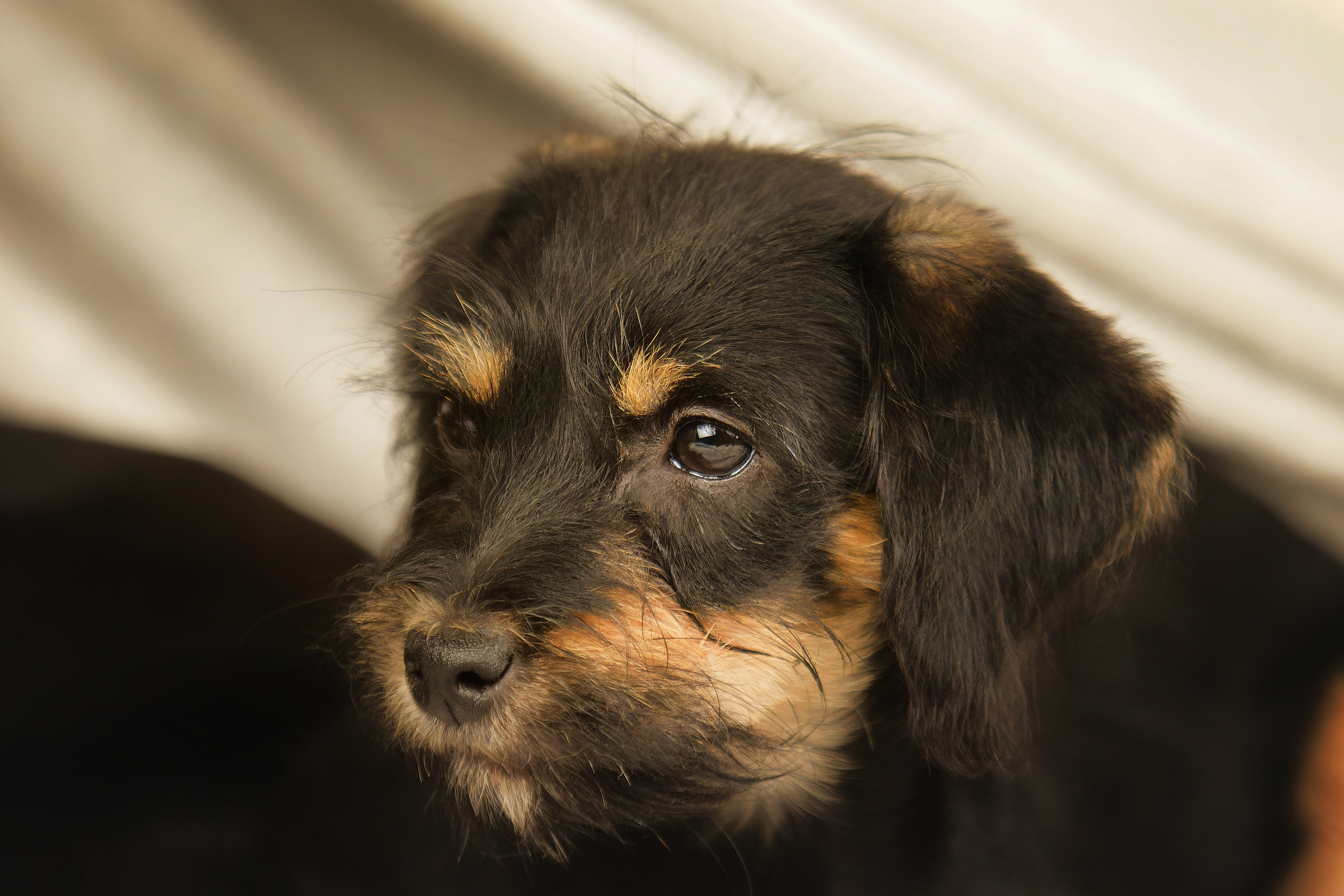 Щенки ищут дом. Фотограф-анималист Юлия Зубкова