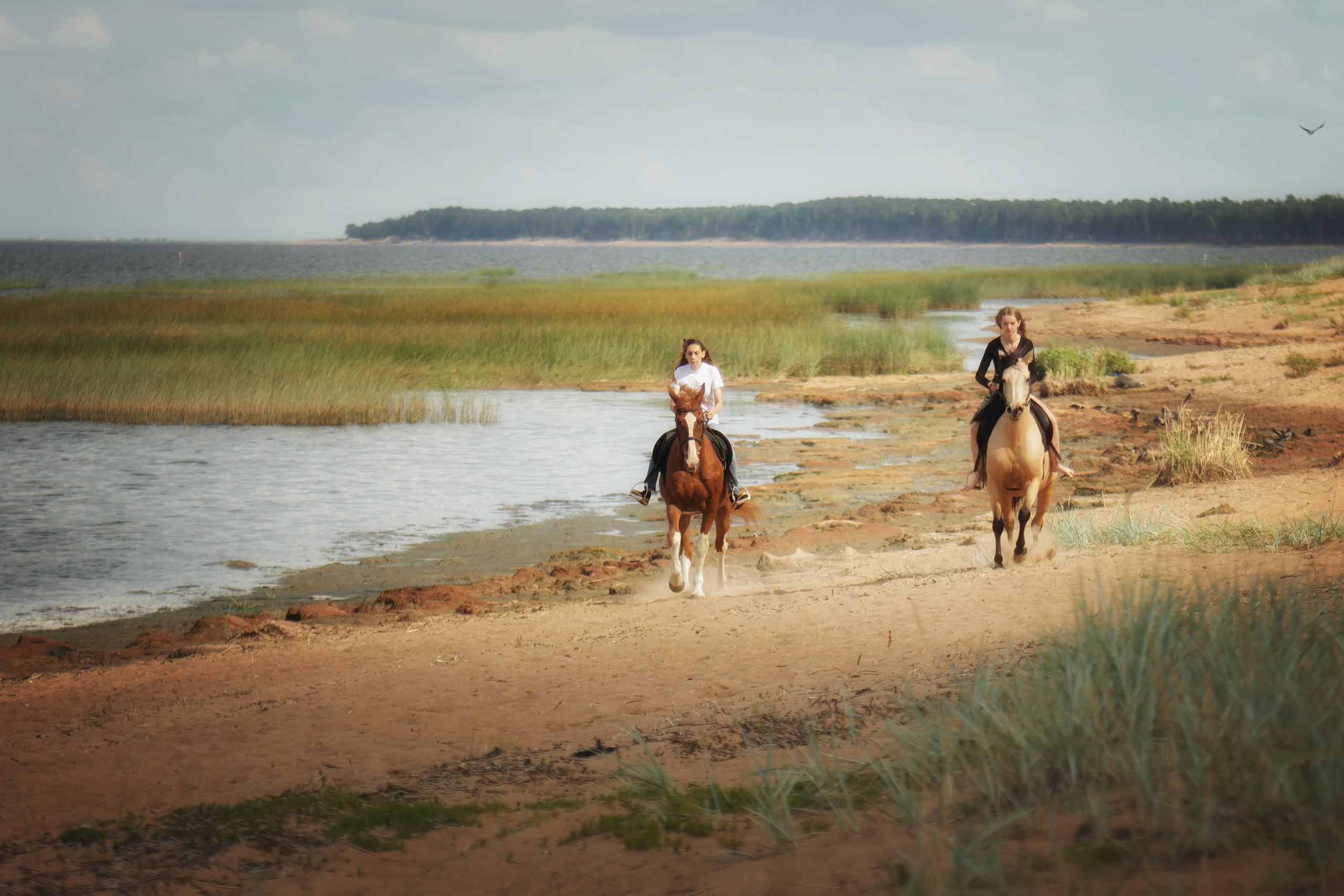 Лошади. Фотограф-анималист Юлия Зубкова