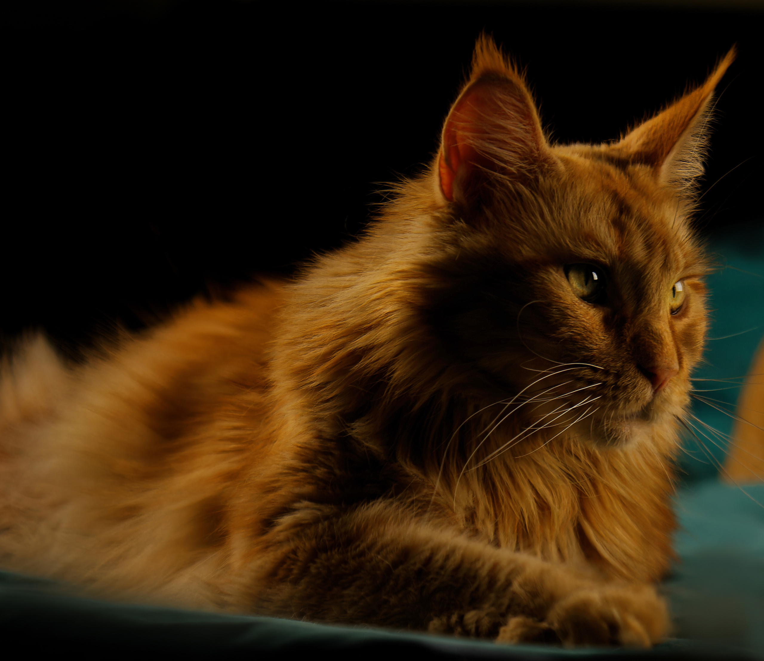 Кошки. Фотограф-анималист Юлия Зубкова