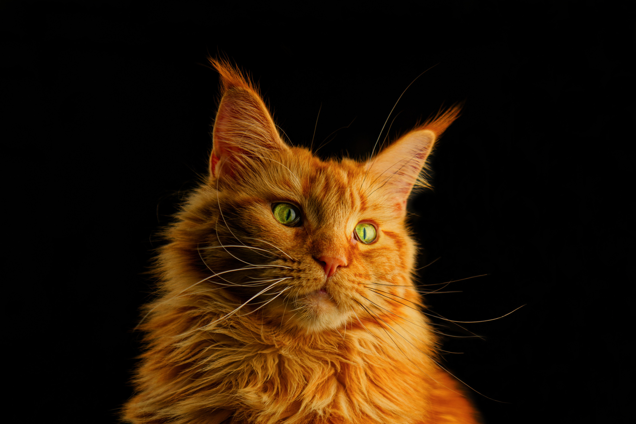 Кошки. Фотограф-анималист Юлия Зубкова