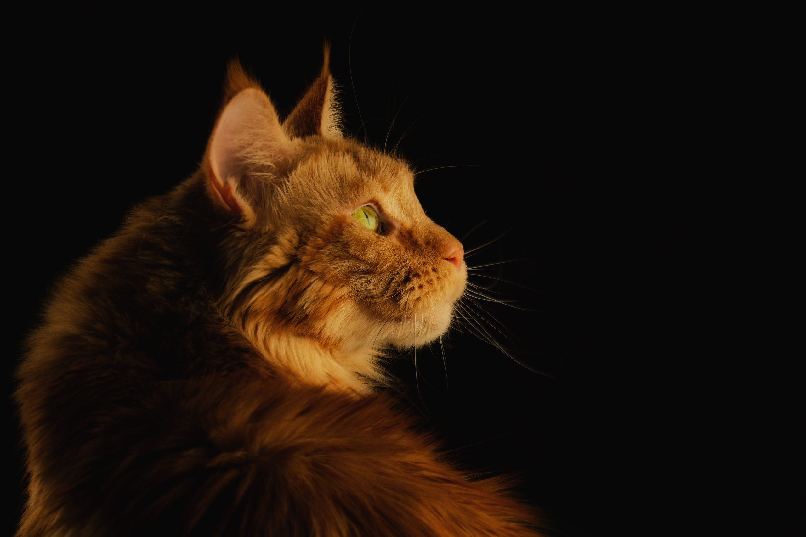 Кошки. Фотограф-анималист Юлия Зубкова