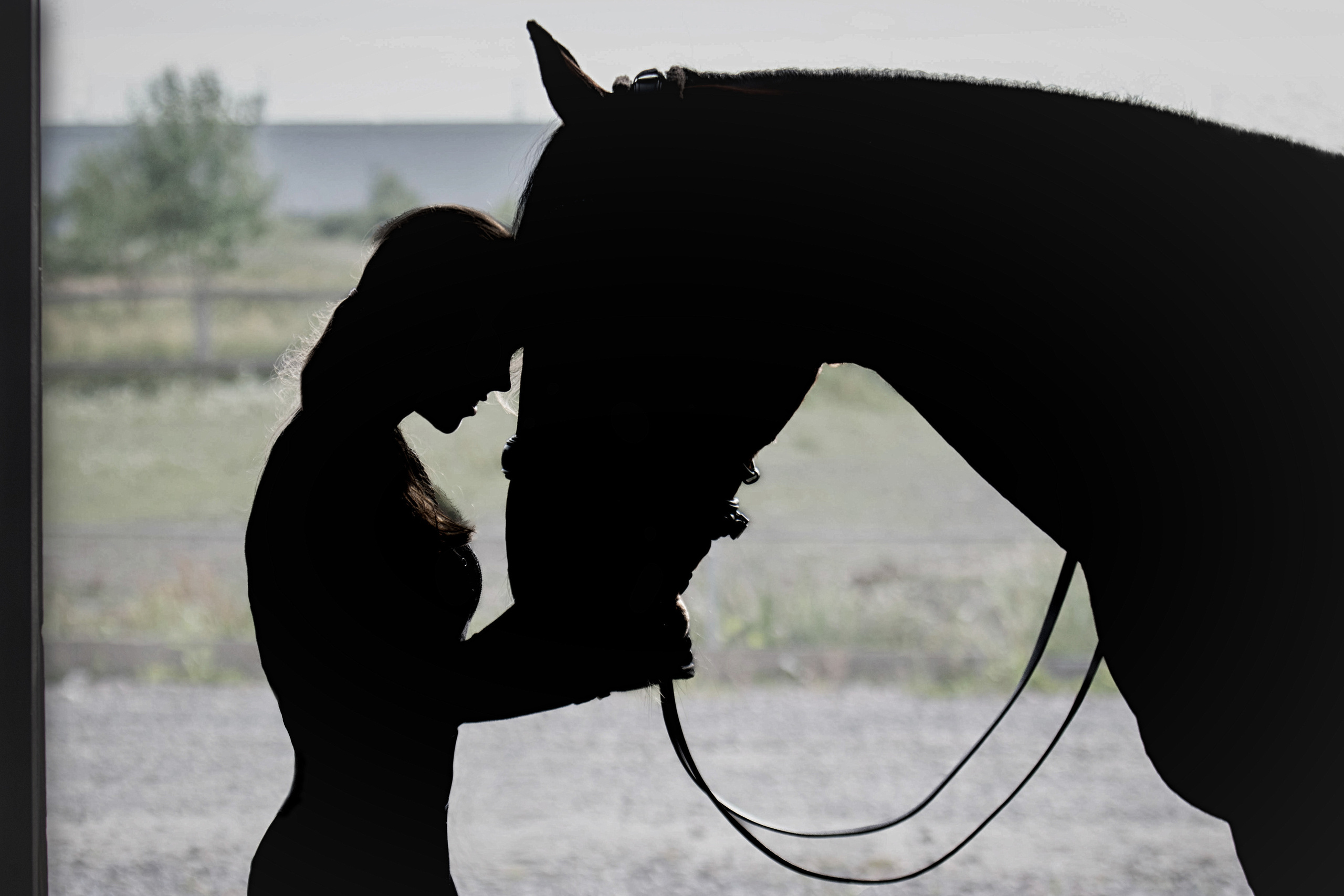 Лошади. Фотограф-анималист Юлия Зубкова