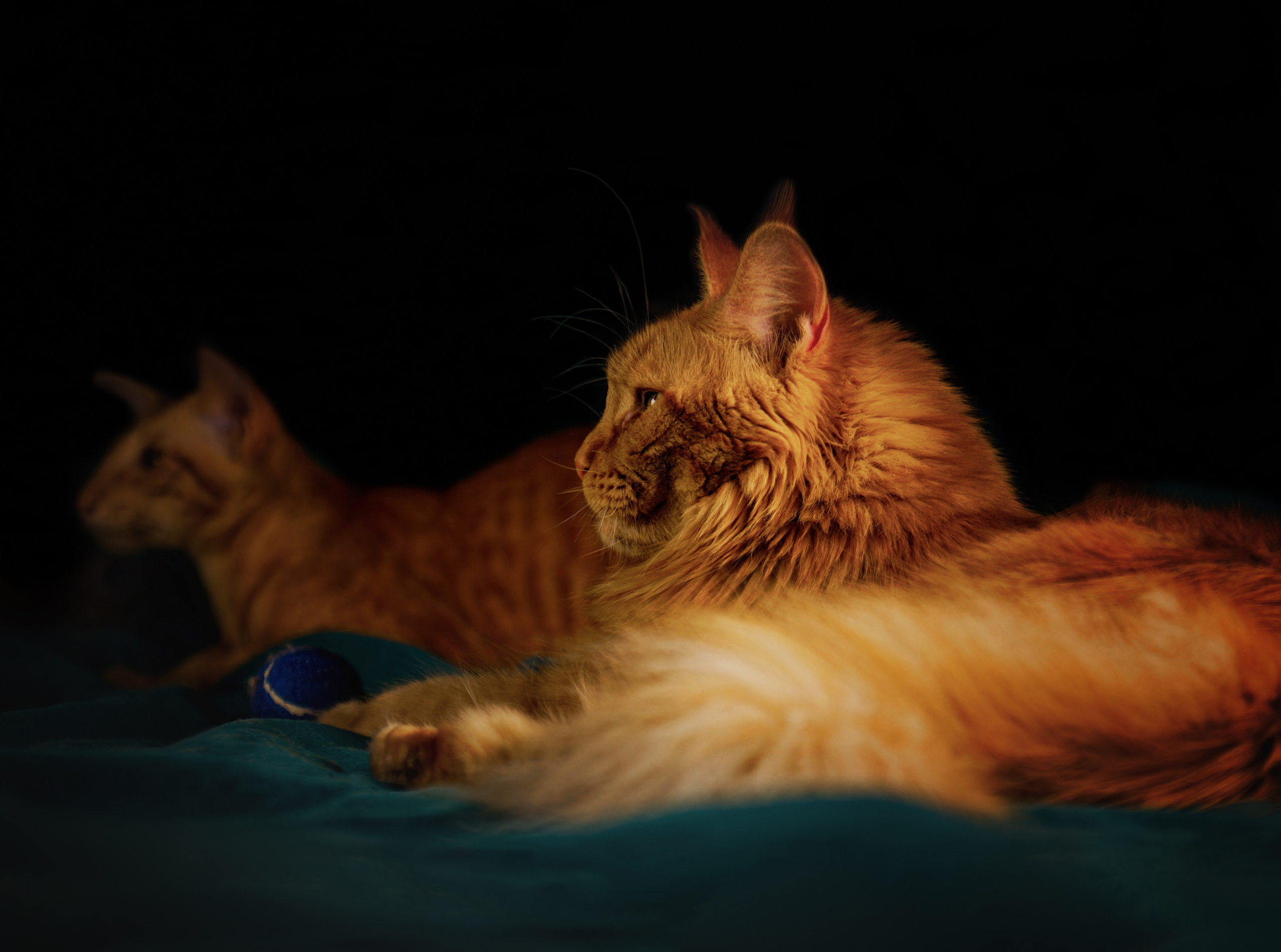 Кошки. Фотограф-анималист Юлия Зубкова