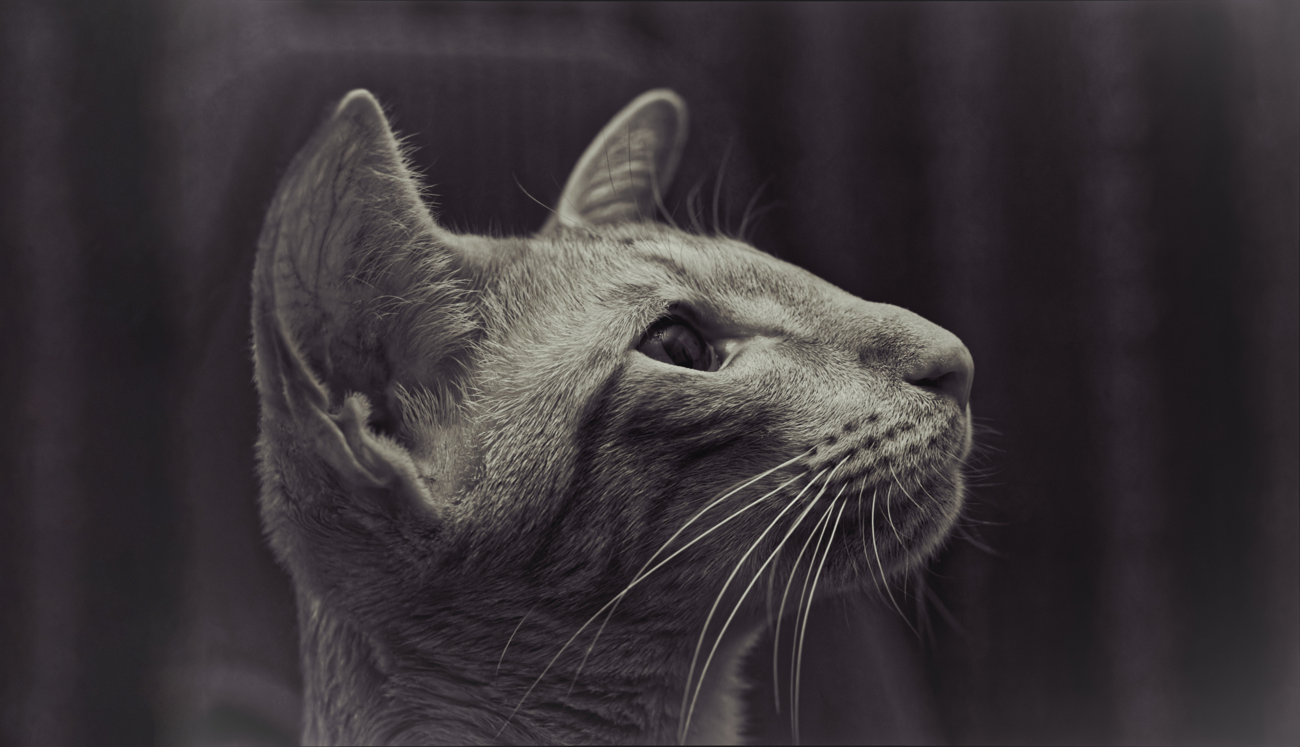 Кошки. Фотограф-анималист Юлия Зубкова