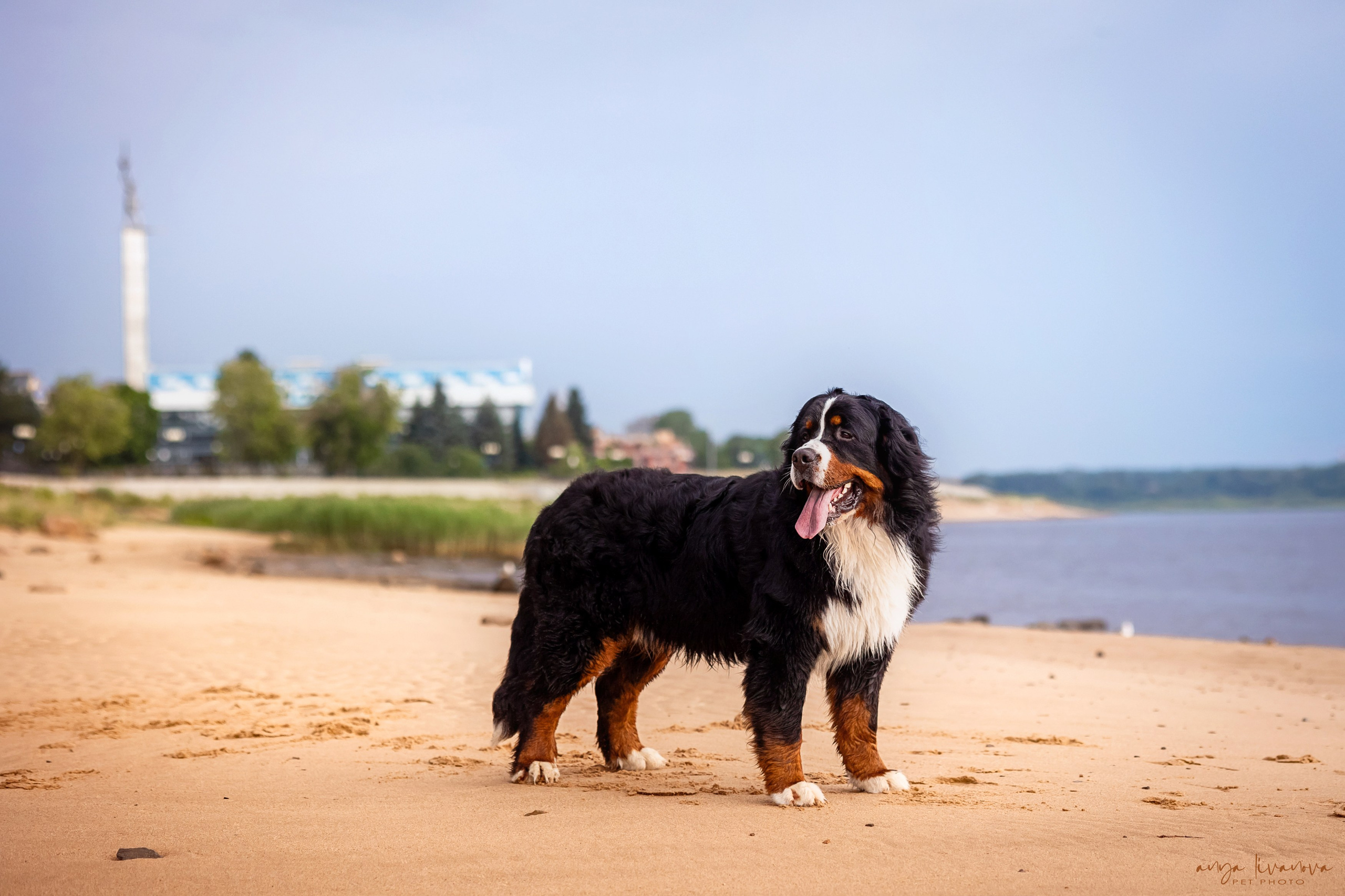 Маша и Буч. Фотограф анималист Аня Ливанова | Рыбинск