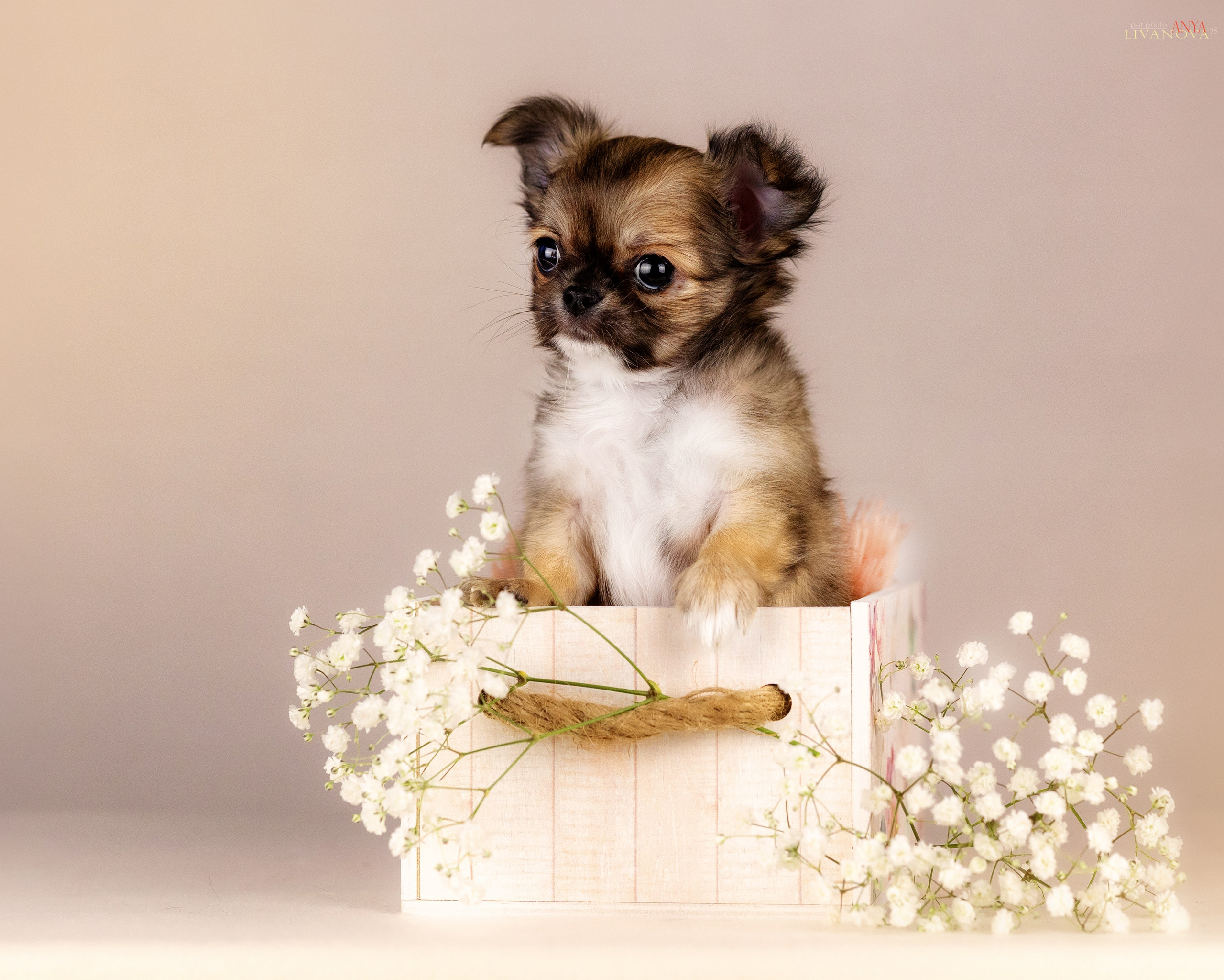 Чихуахуа. Фотограф анималист Аня Ливанова | Рыбинск