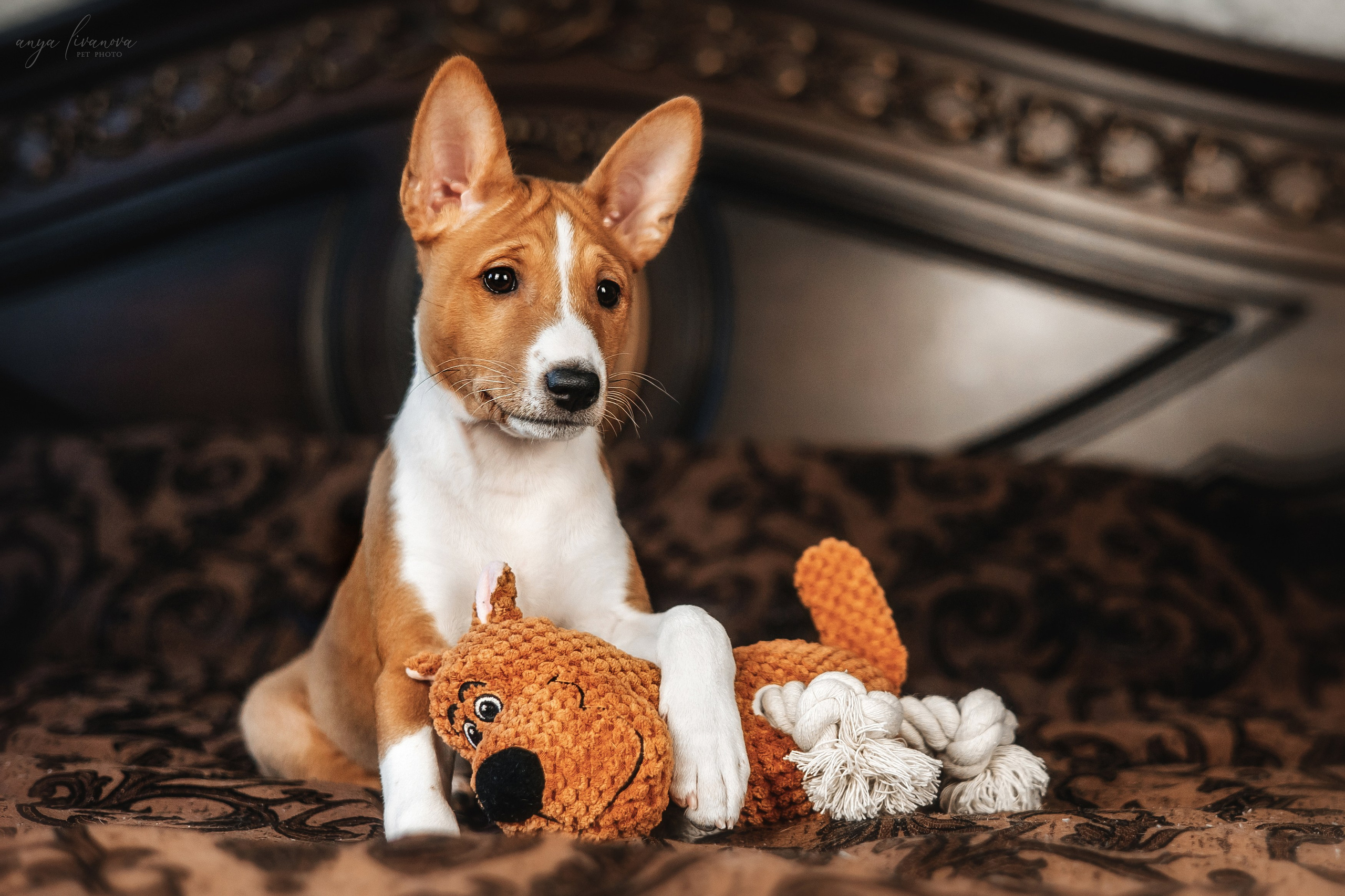 Балу. Фотограф анималист Аня Ливанова | Рыбинск