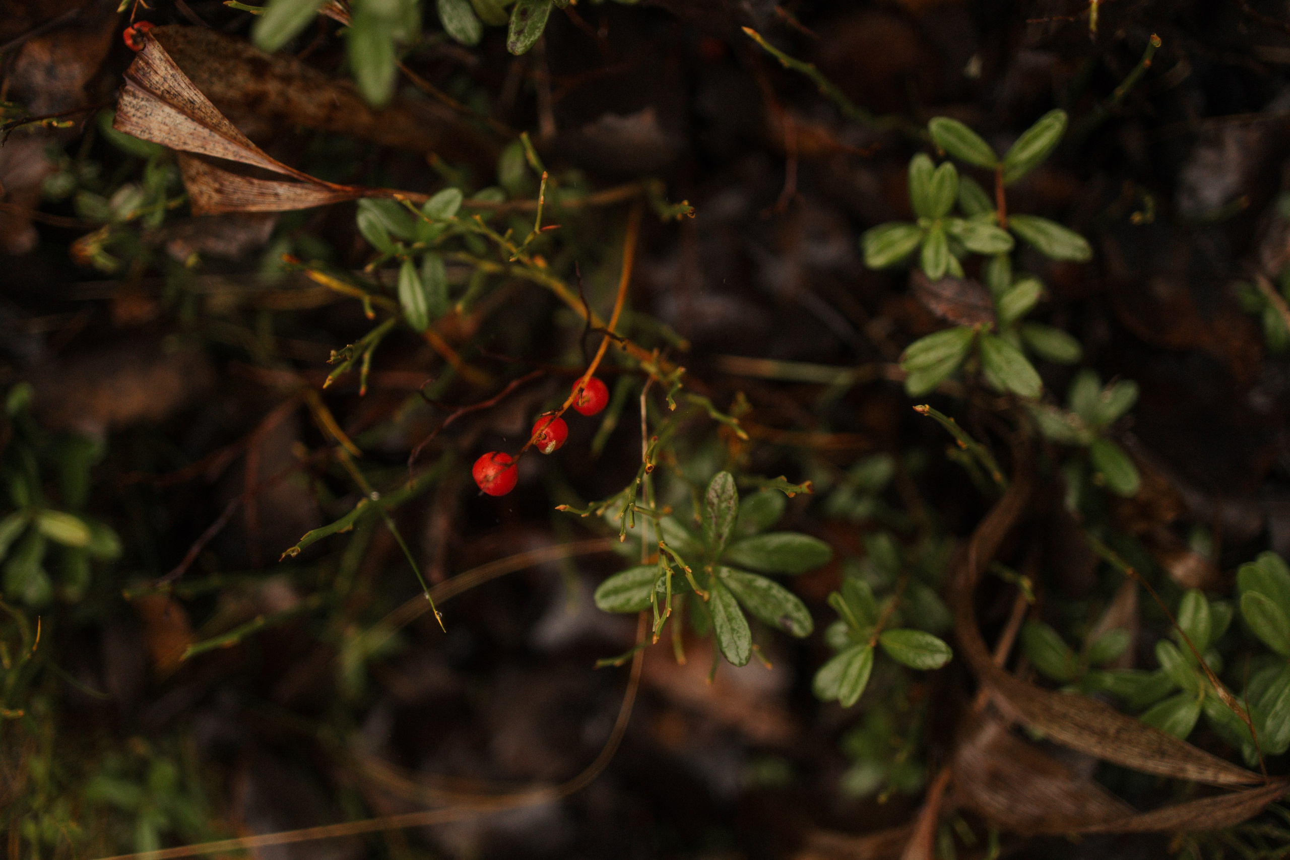 Лена, Глеб, Ральф и Рэй. Фотограф в Выборге и Санкт-Петербурге Маша Гуляева