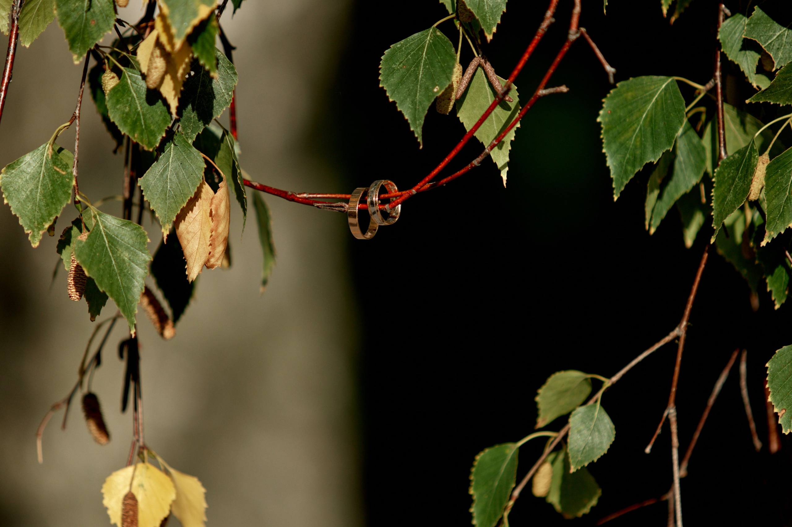 Свадебные кольца в Ульяновске. Фотограф Орешина Елена