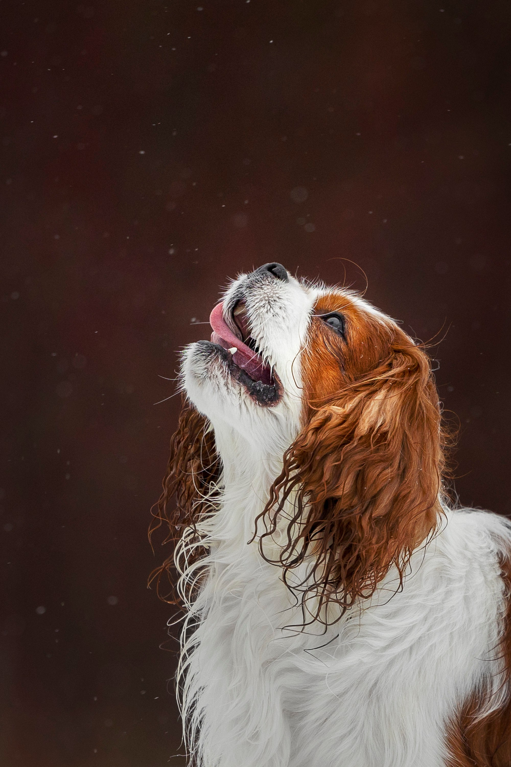 Кавалер Кинг Чарльз Спаниель и Людмила. Фотограф анималист, семейный фотограф, фотограф собак Комратова Мария. г. Москва