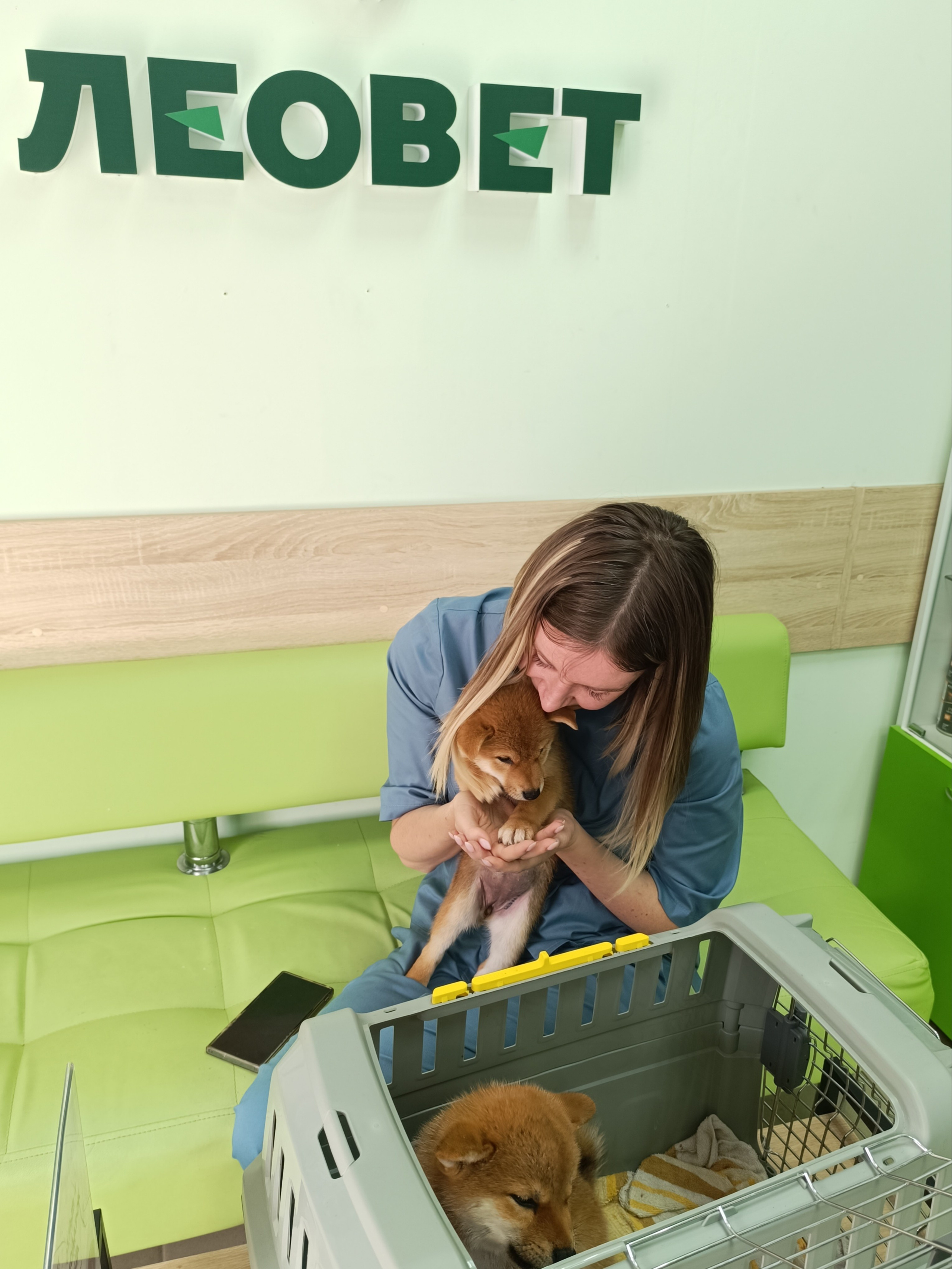 сиба питомник Рубилайт щенки на продажу rubylight  сиба щенки купить СПб Санкт-Петербург 