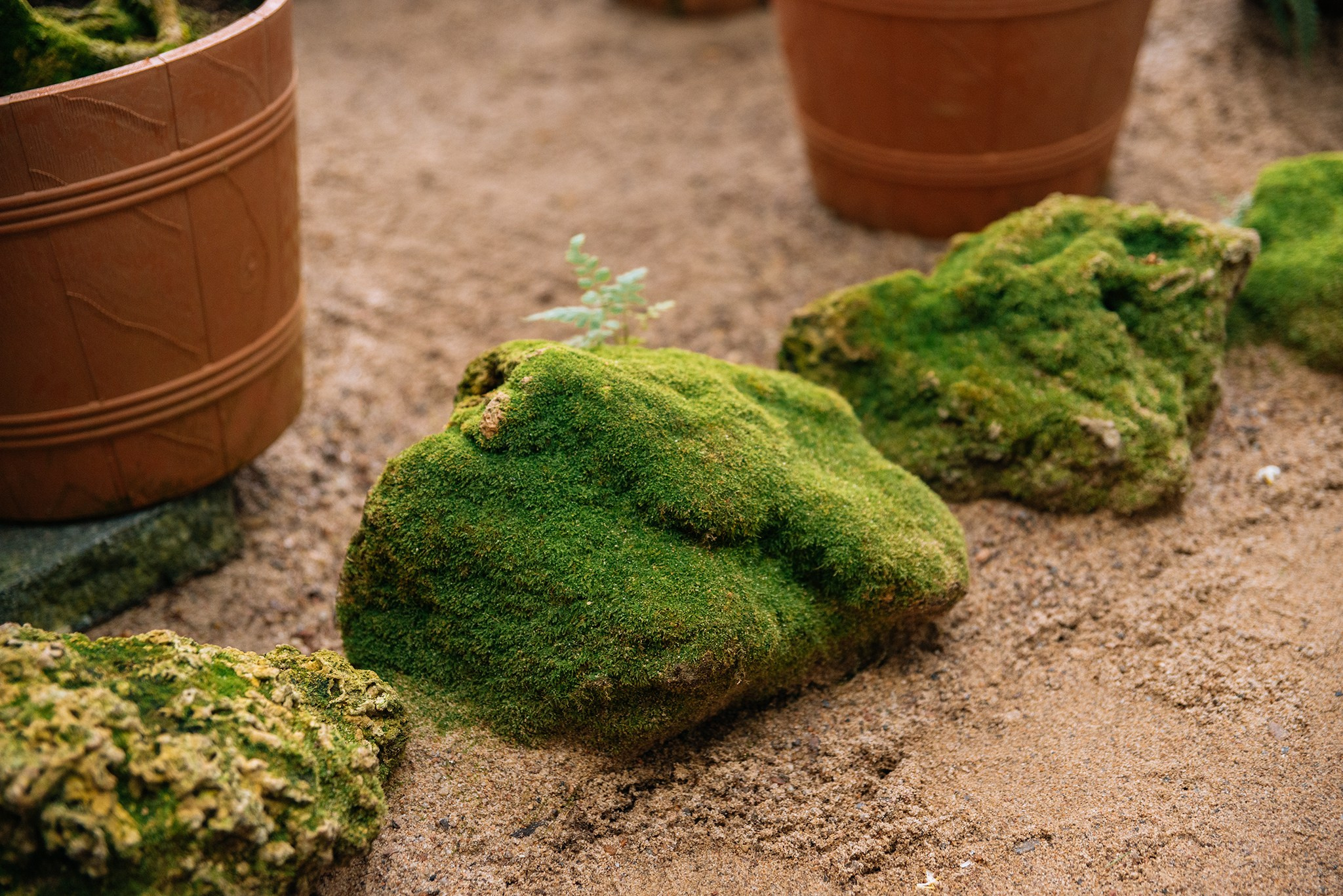 Ботанический сад. Субтропический маршрут. Март 26. Репортажный фотограф в Санкт-Петербурге Анастасия Клёпова