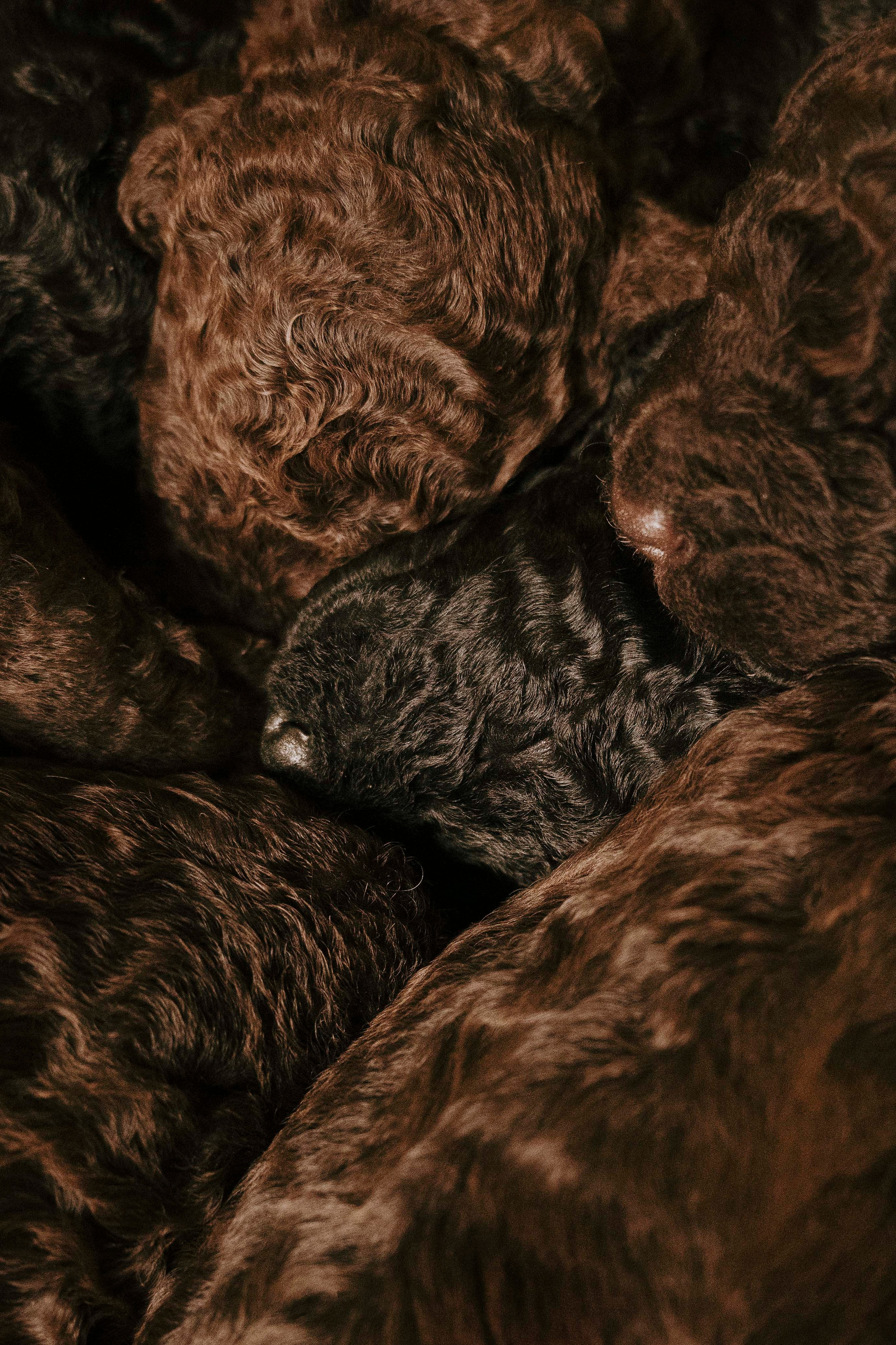 Испанские водяные. Фотограф- анималист Александра Матвеева