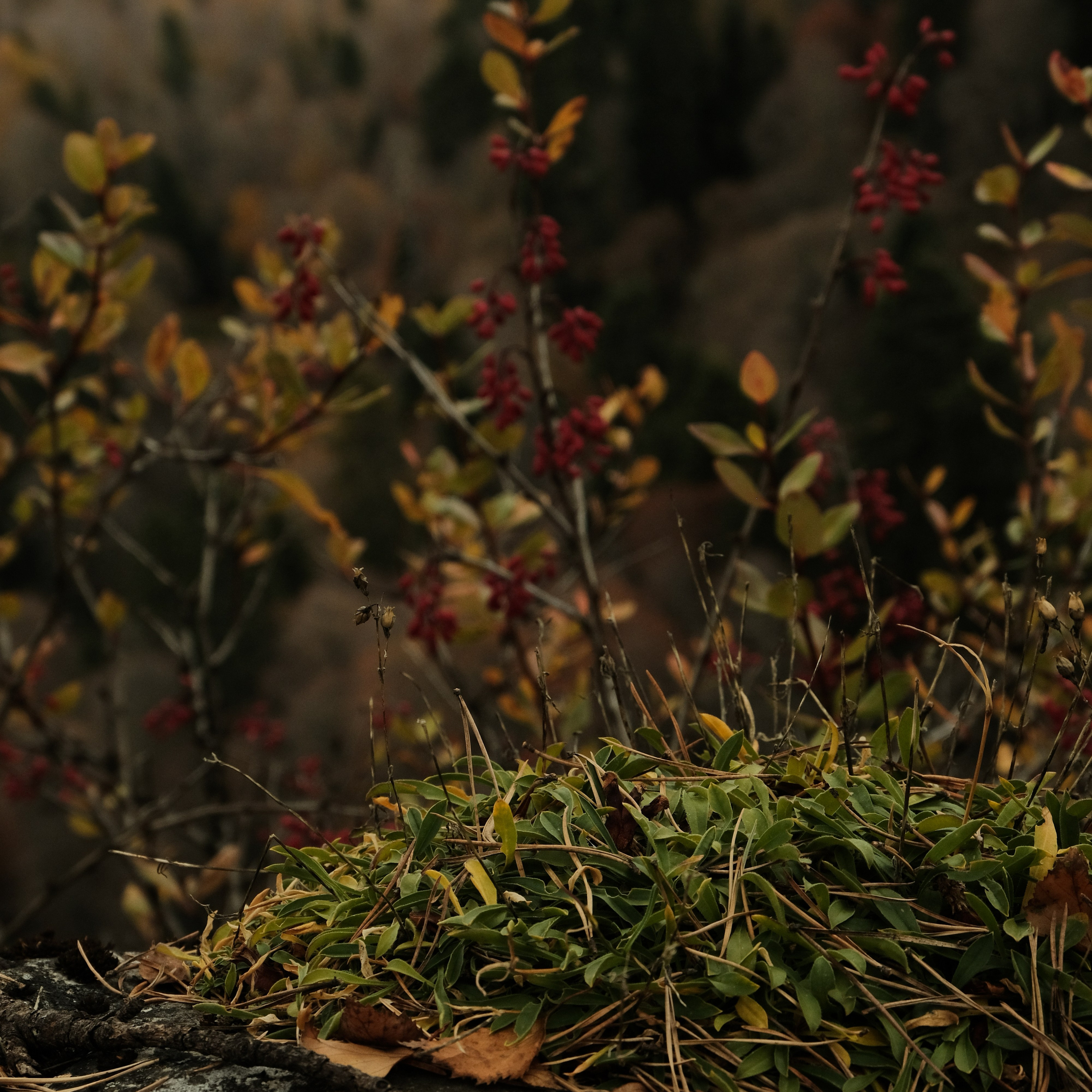 Arkhyz. Creative travel photographer — Berg Daria