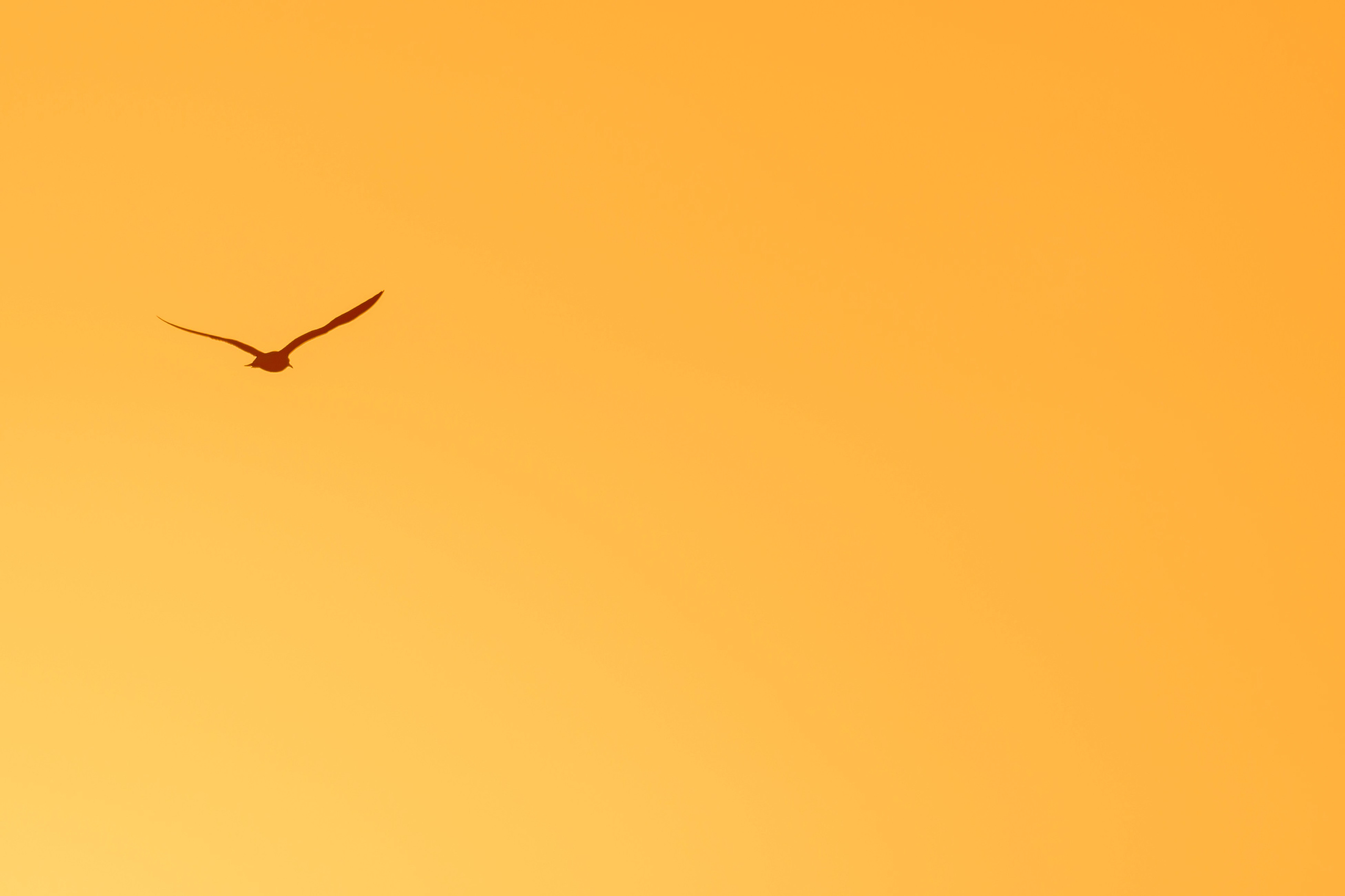 Канюк.Buzzard. Фотограф Сергей Пупонин