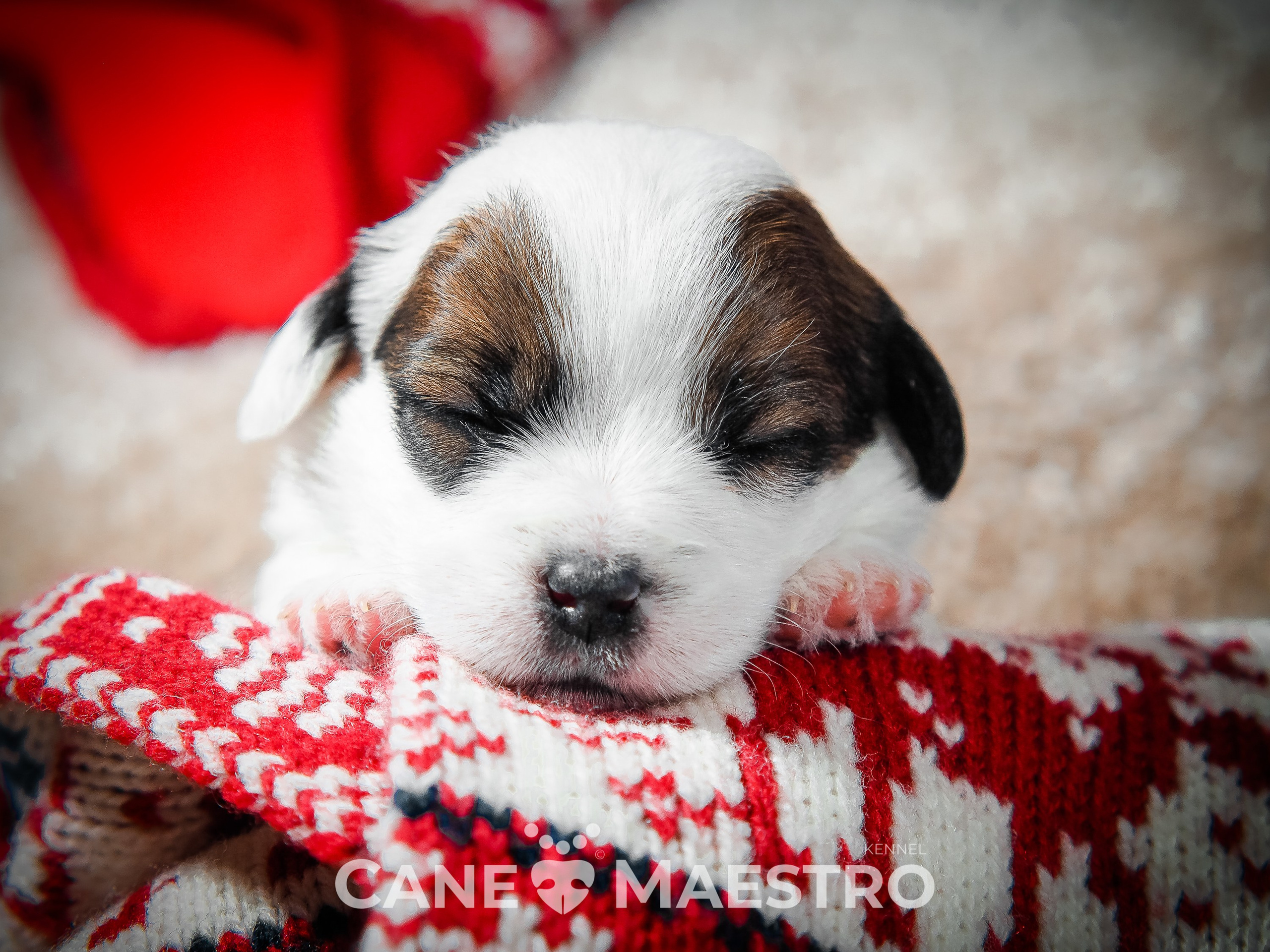 1КОБЛ_МОНОКЛЬ_Ц_ЛИТТЕР. CANE MAESTRO — kennel Jack Russell Terrier