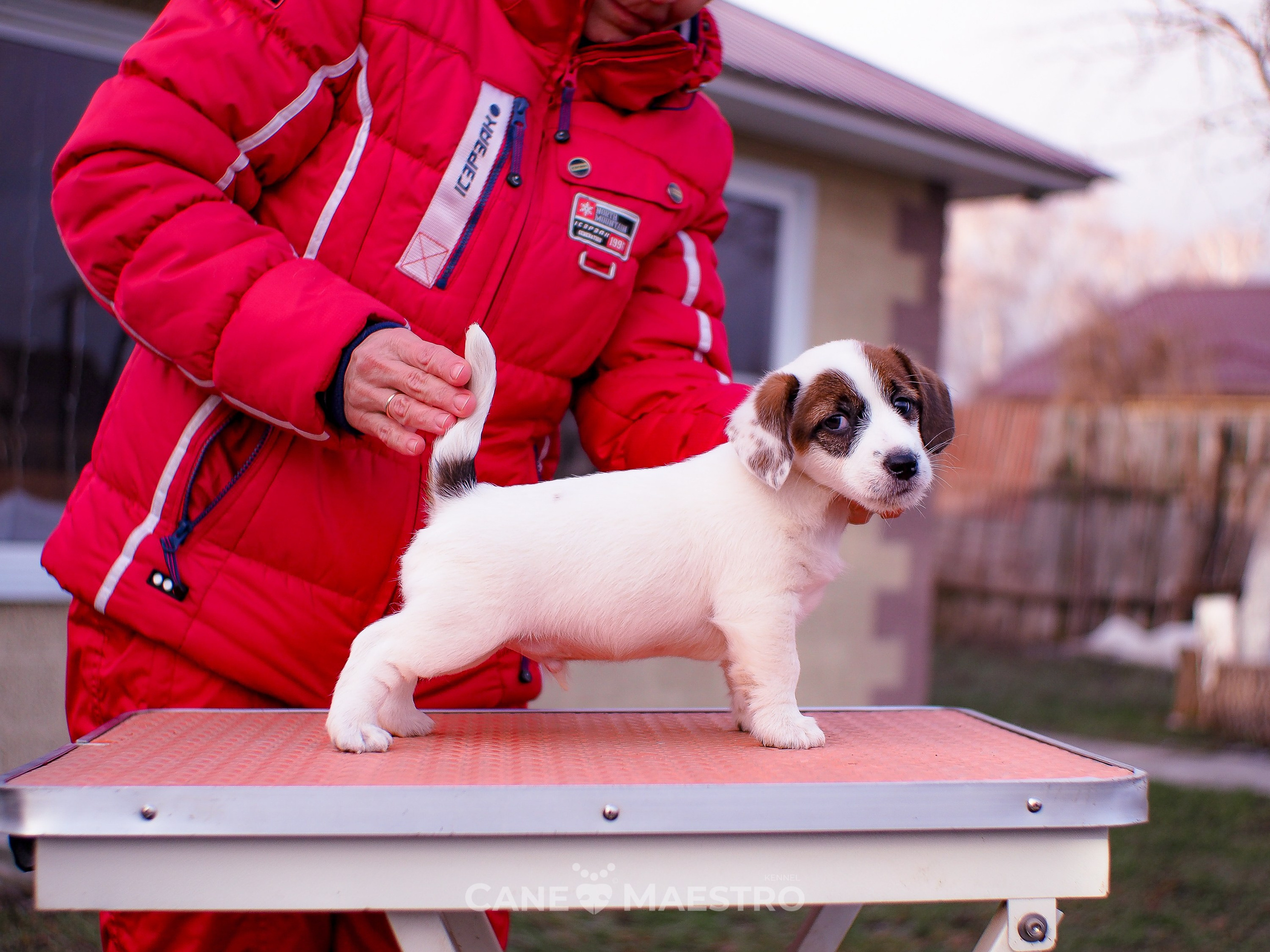 1КОБЛ_МОНОКЛЬ_Ц_ЛИТТЕР. CANE MAESTRO — kennel Jack Russell Terrier