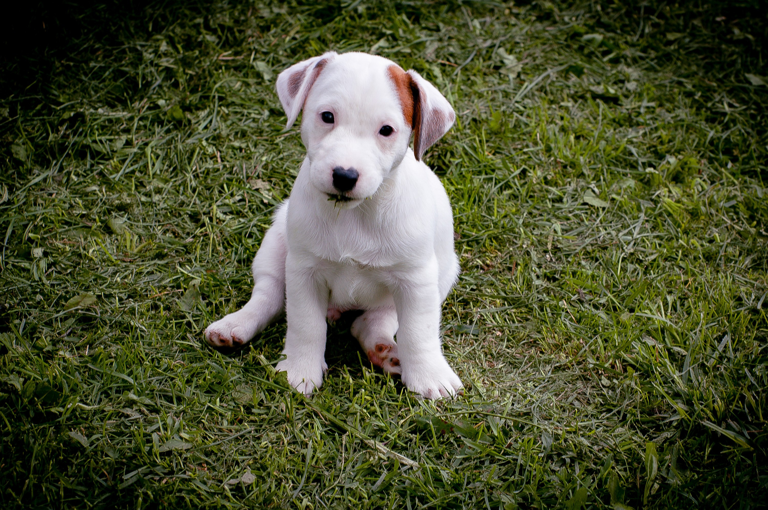 ЭСКИМО_MALE. CANE MAESTRO — kennel Jack Russell Terrier