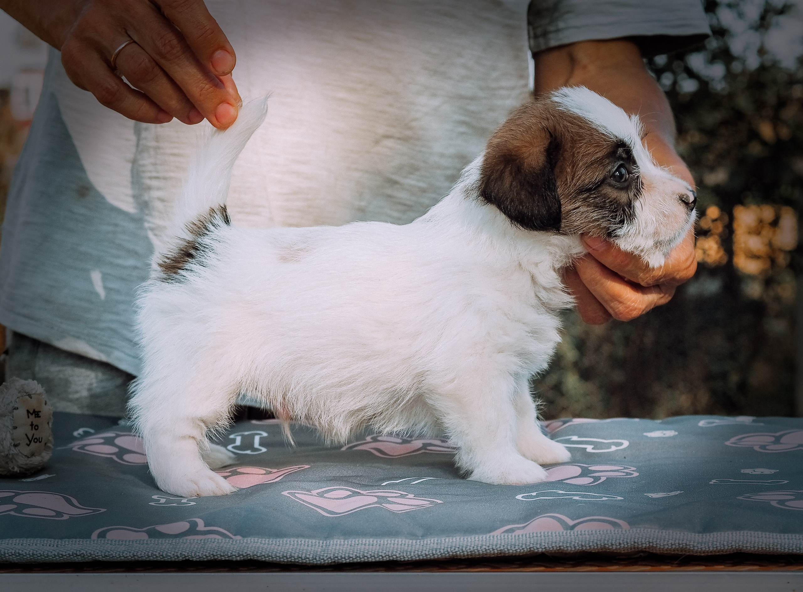 X_MAL_3_БРЫЖ. CANE MAESTRO — kennel Jack Russell Terrier