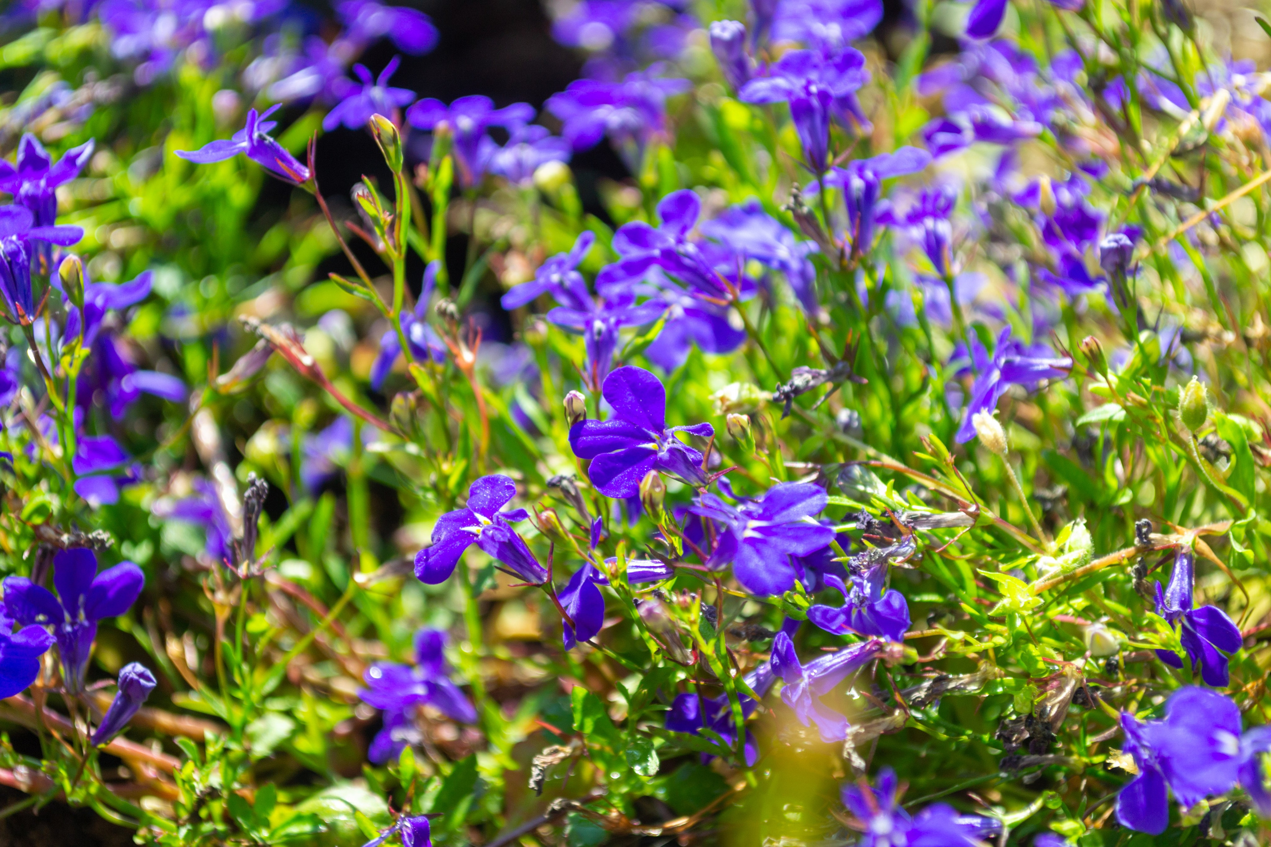 Тульская областная онкологическая больница (лето-цветы, NIKON D3100 35 мм F1,8)). Фотограф в Туле Крупский АнДРей. Фотостудия «КАДР71» в Туле