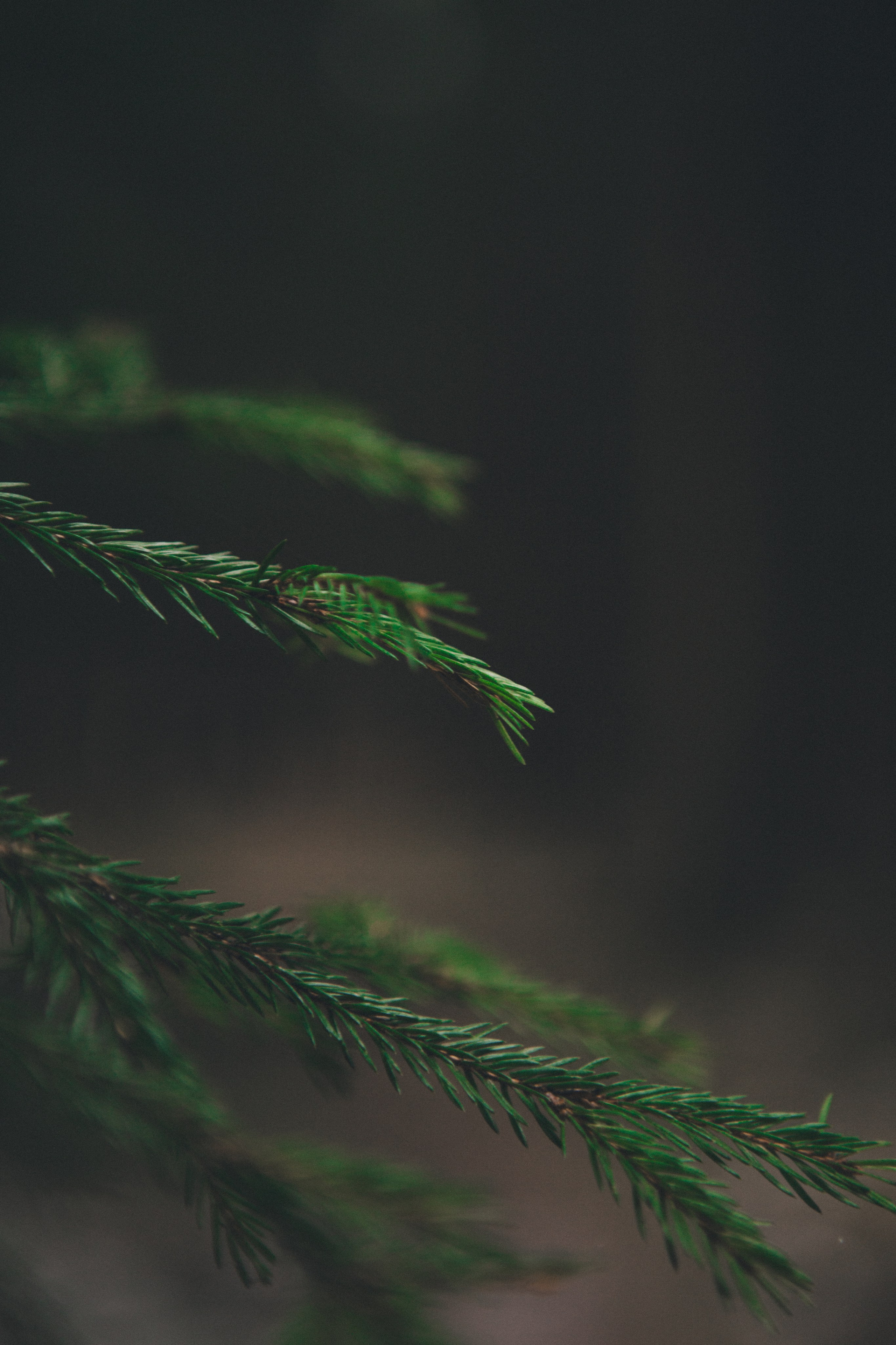 A cinematic tale of true love and unbreakable friendship between a man and a dog. Portrait, family and pet photographer in Cyprus, Ksenia Bourdelle