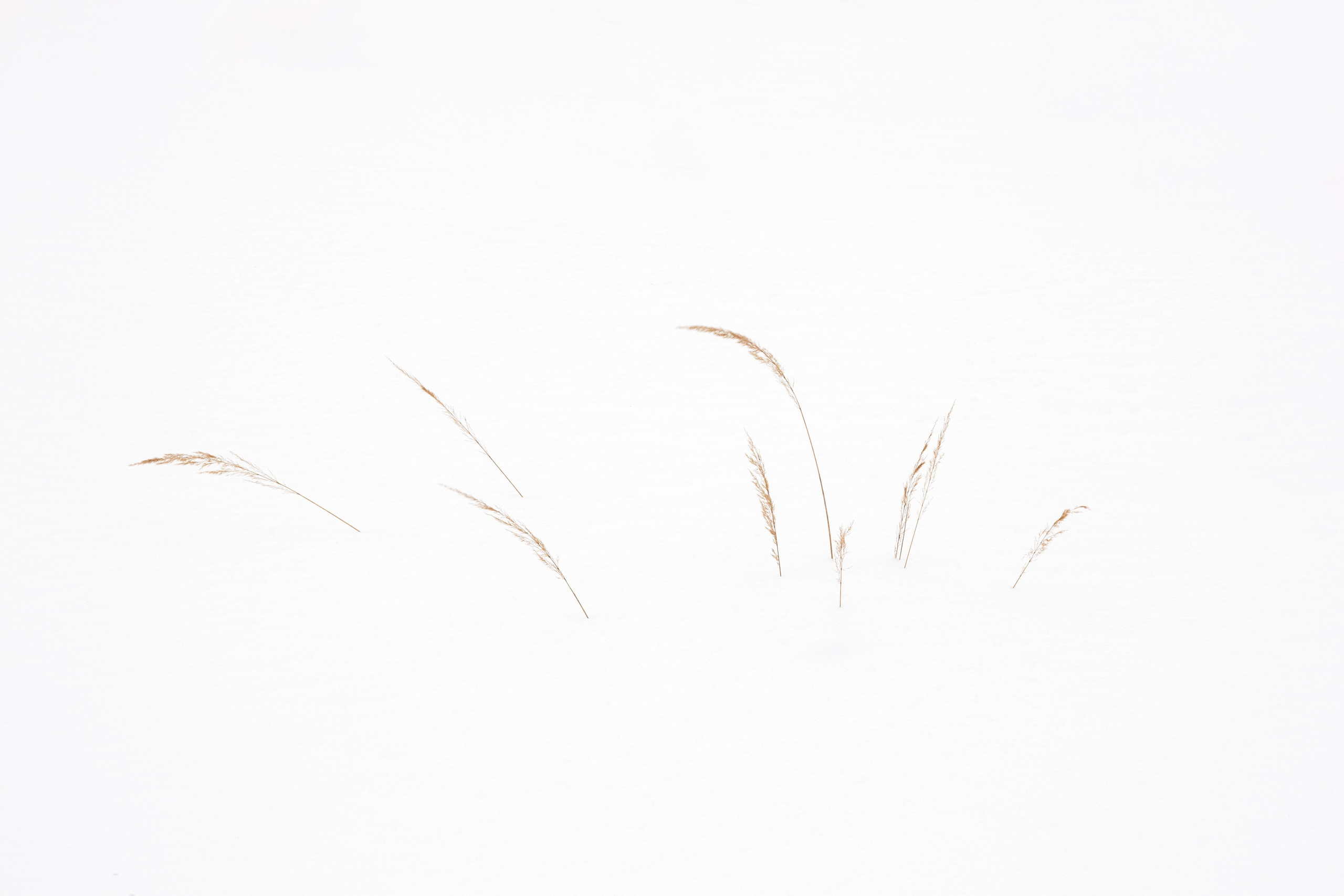 Хрупкость бытия. Фотограф Ольга Дунаева