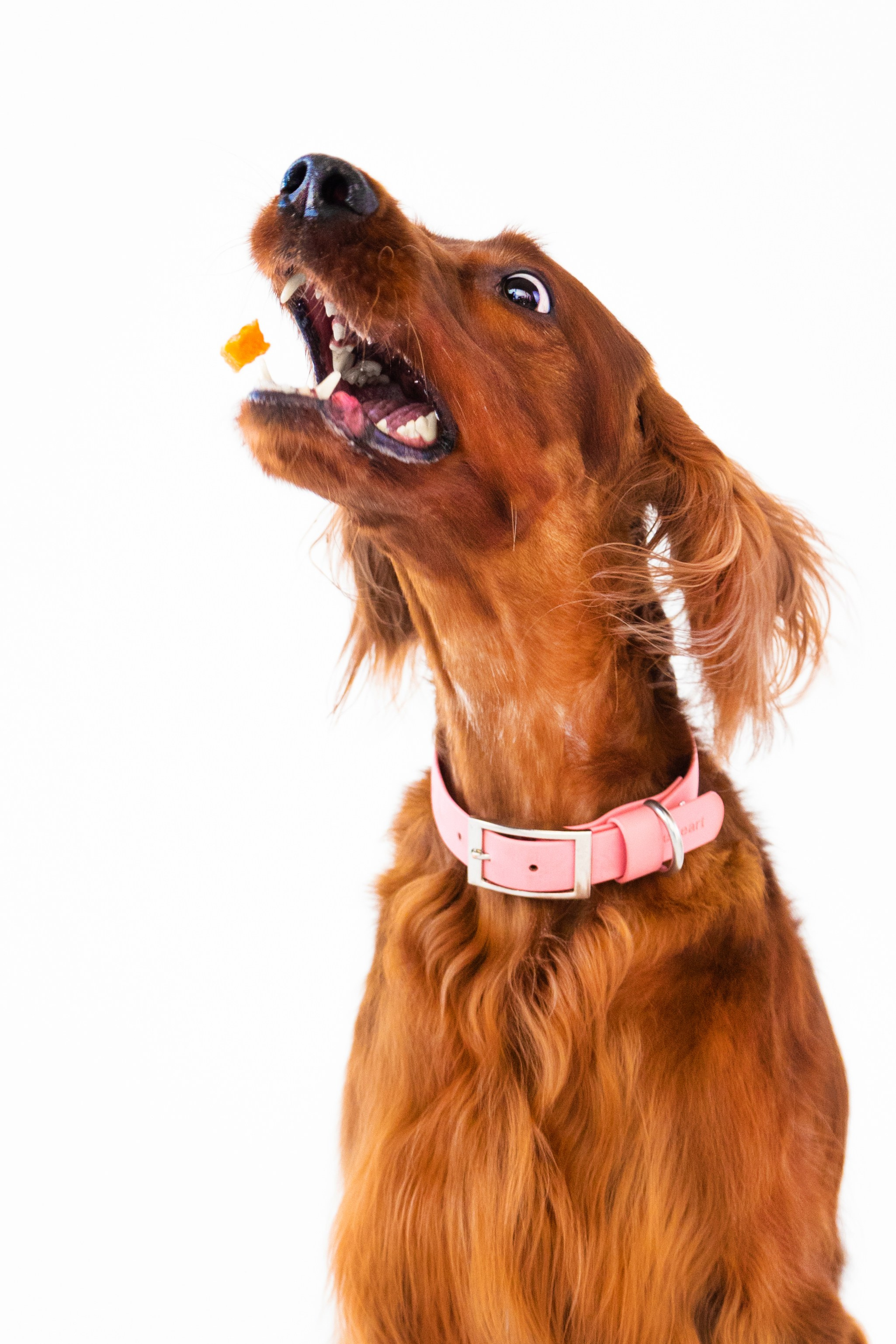 Анималистика. Главная