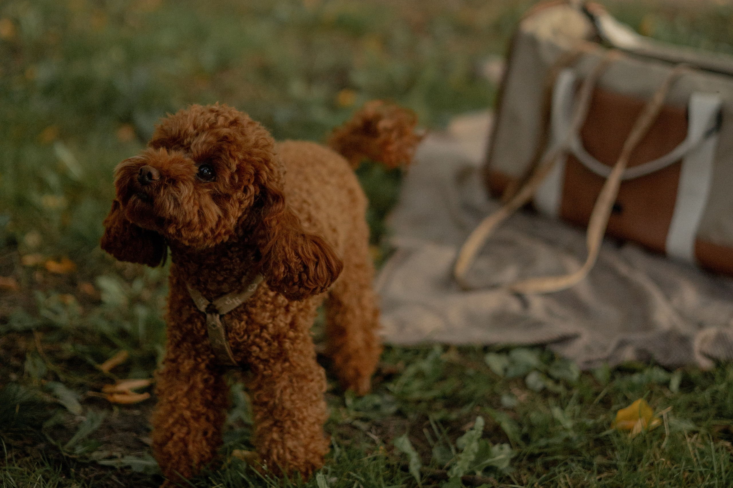 Мишель и её семья. Фотограф — анималист •love-story•|Санкт-Петербург