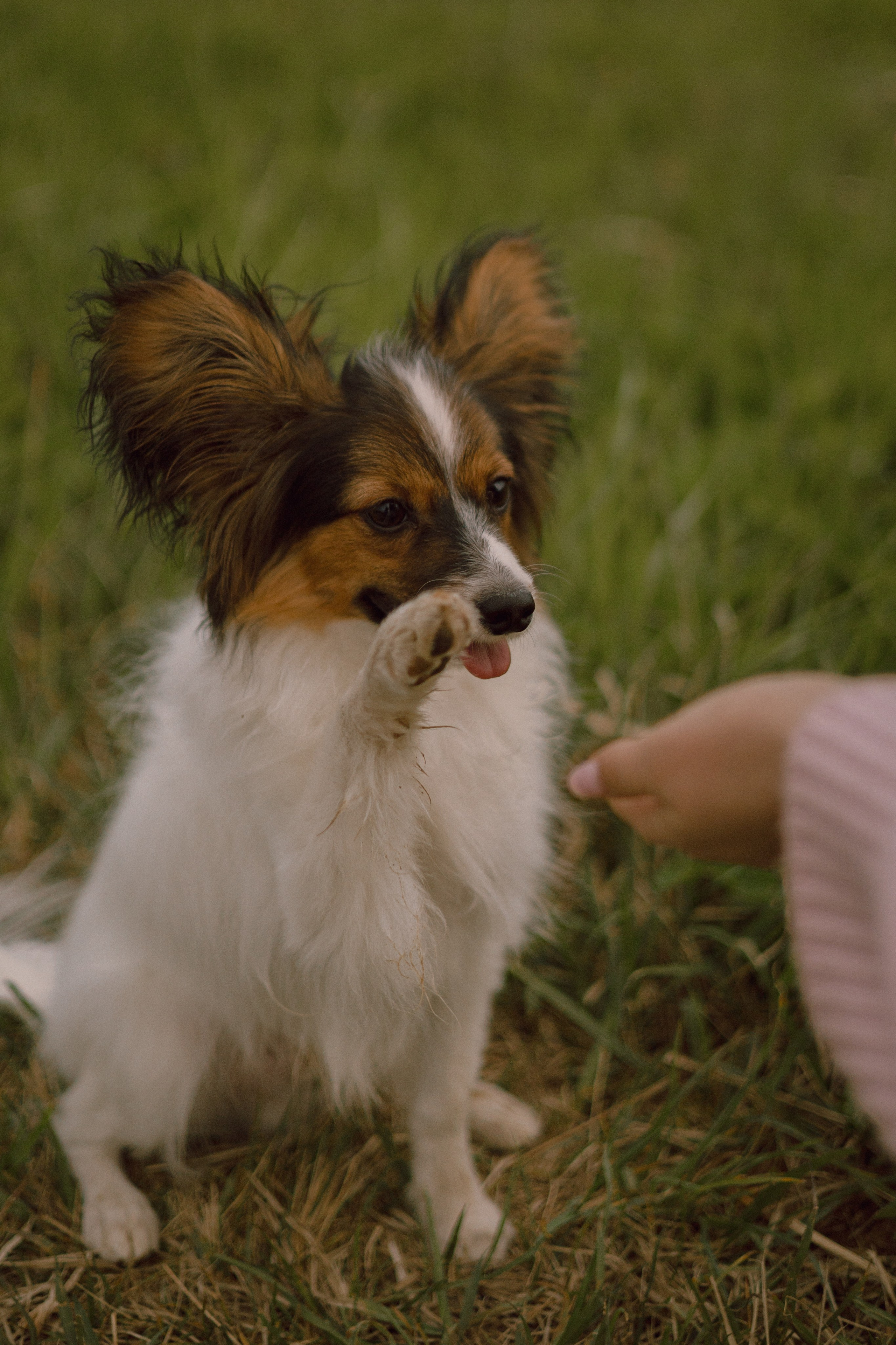 Вика и Бруни. Фотограф — анималист •love-story•|Санкт-Петербург
