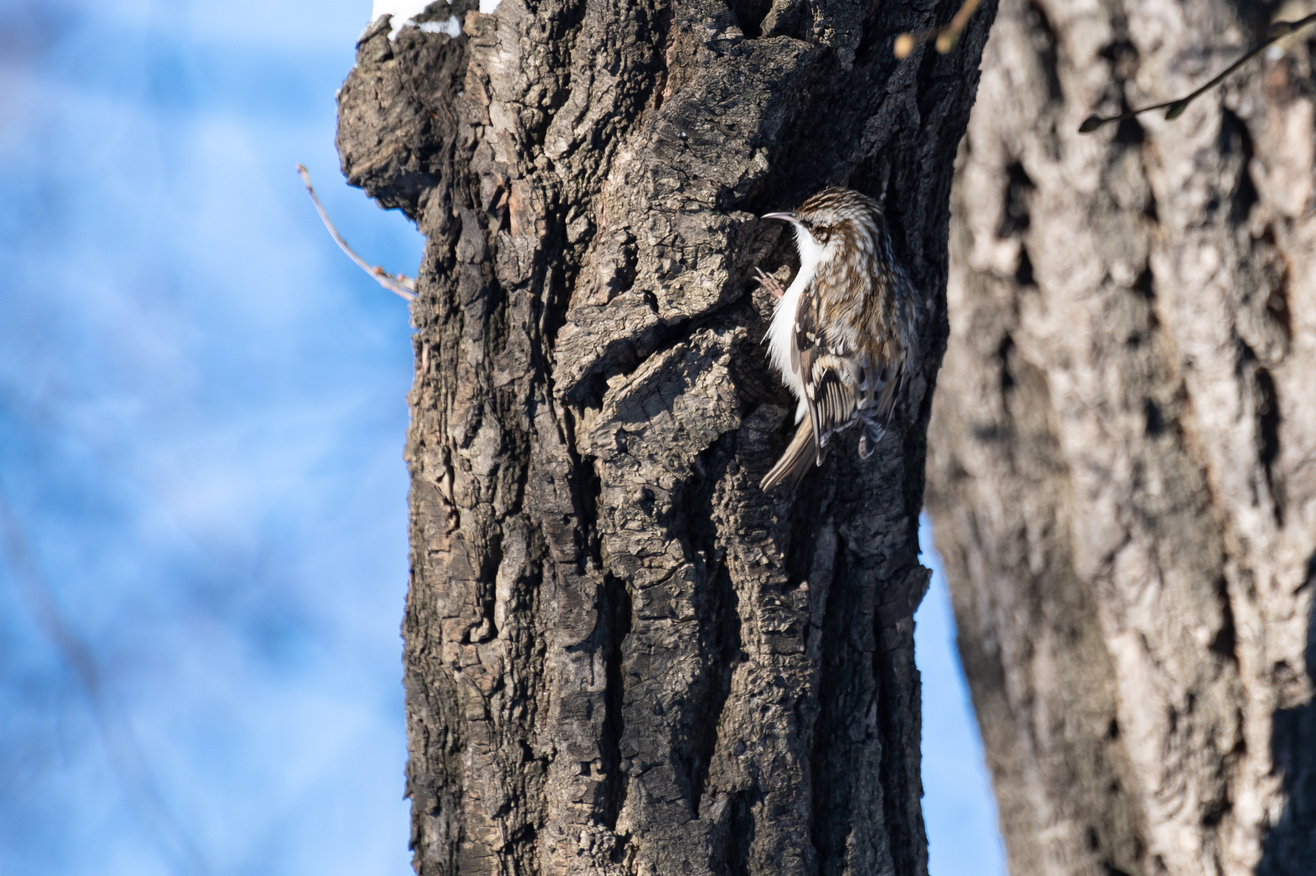 20240120 Воробьёвы горы. Дмитрий Ремизов. Фотография, как хобби