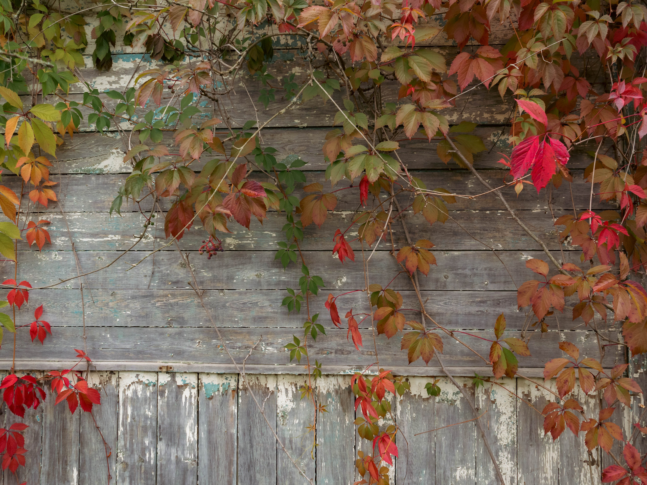 20230916 Дача. Дмитрий Ремизов. Фотография, как хобби