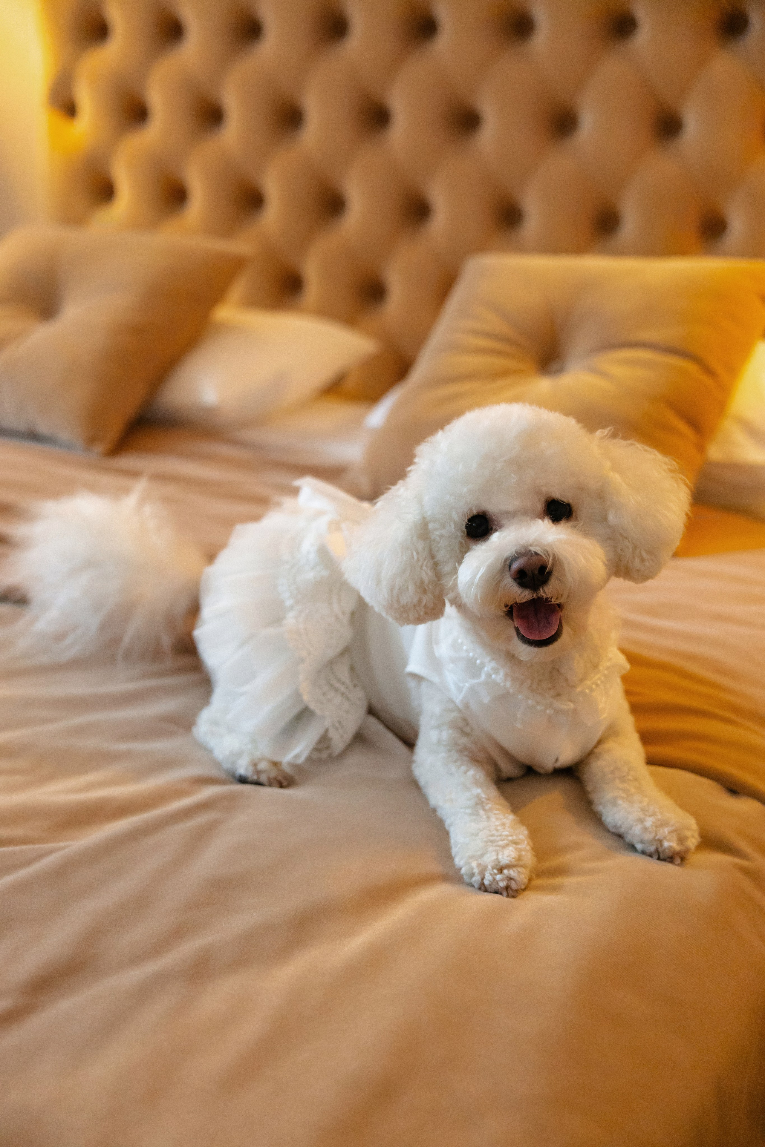 Влад и Марина. Свадебный фотограф Анна Бабахина