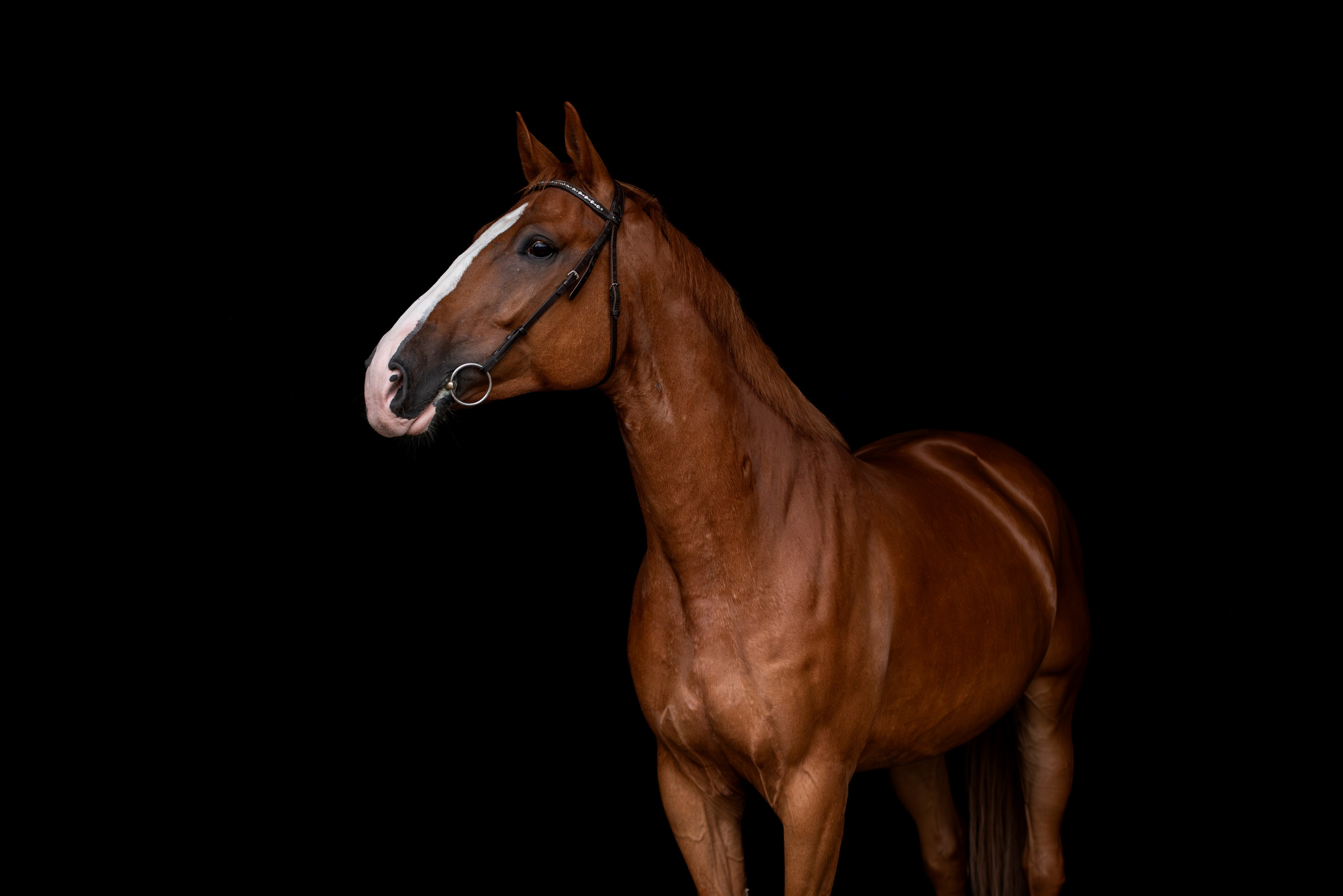 Лошади на свободе, съемка лошадей, экстерьерная съемка, фотосессия