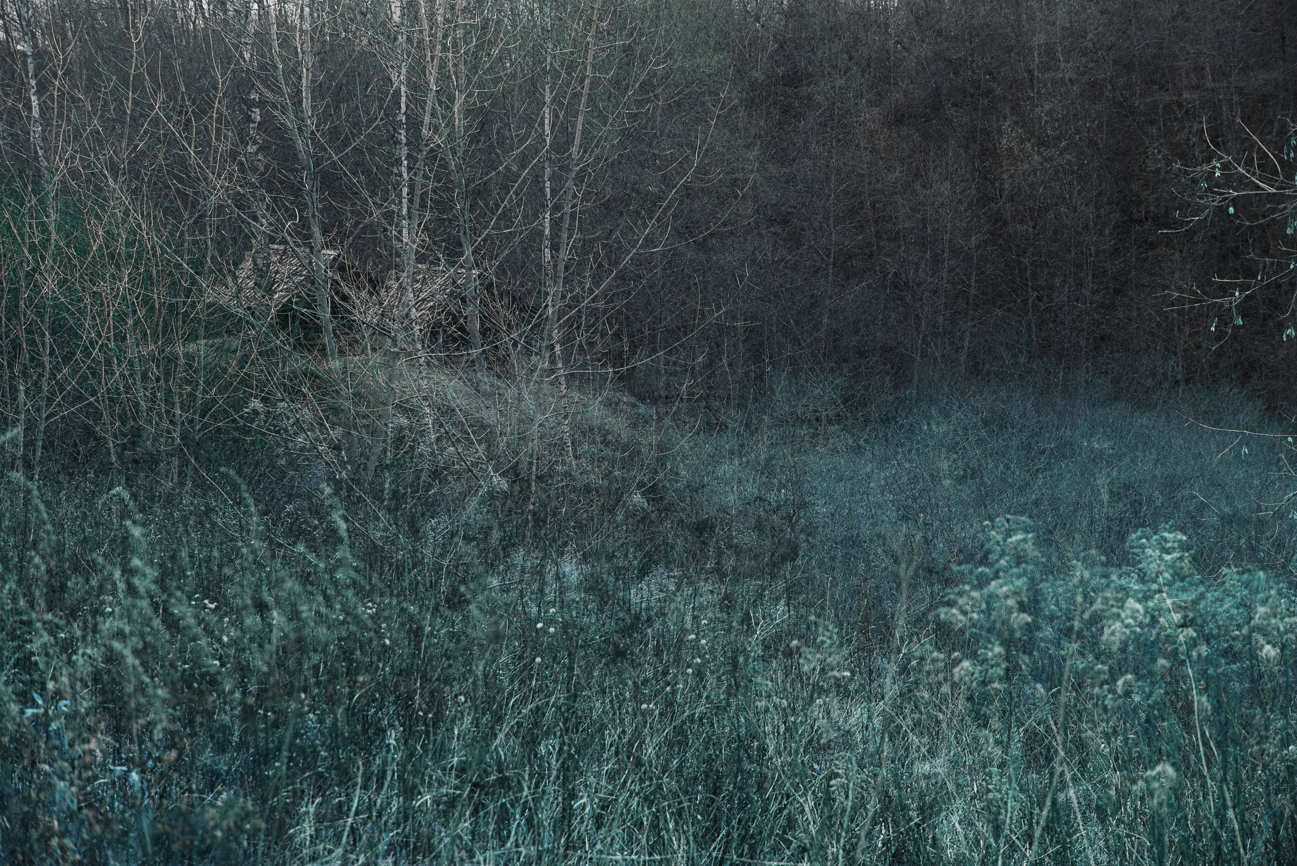 Talking to the forest (in progress). MAIN