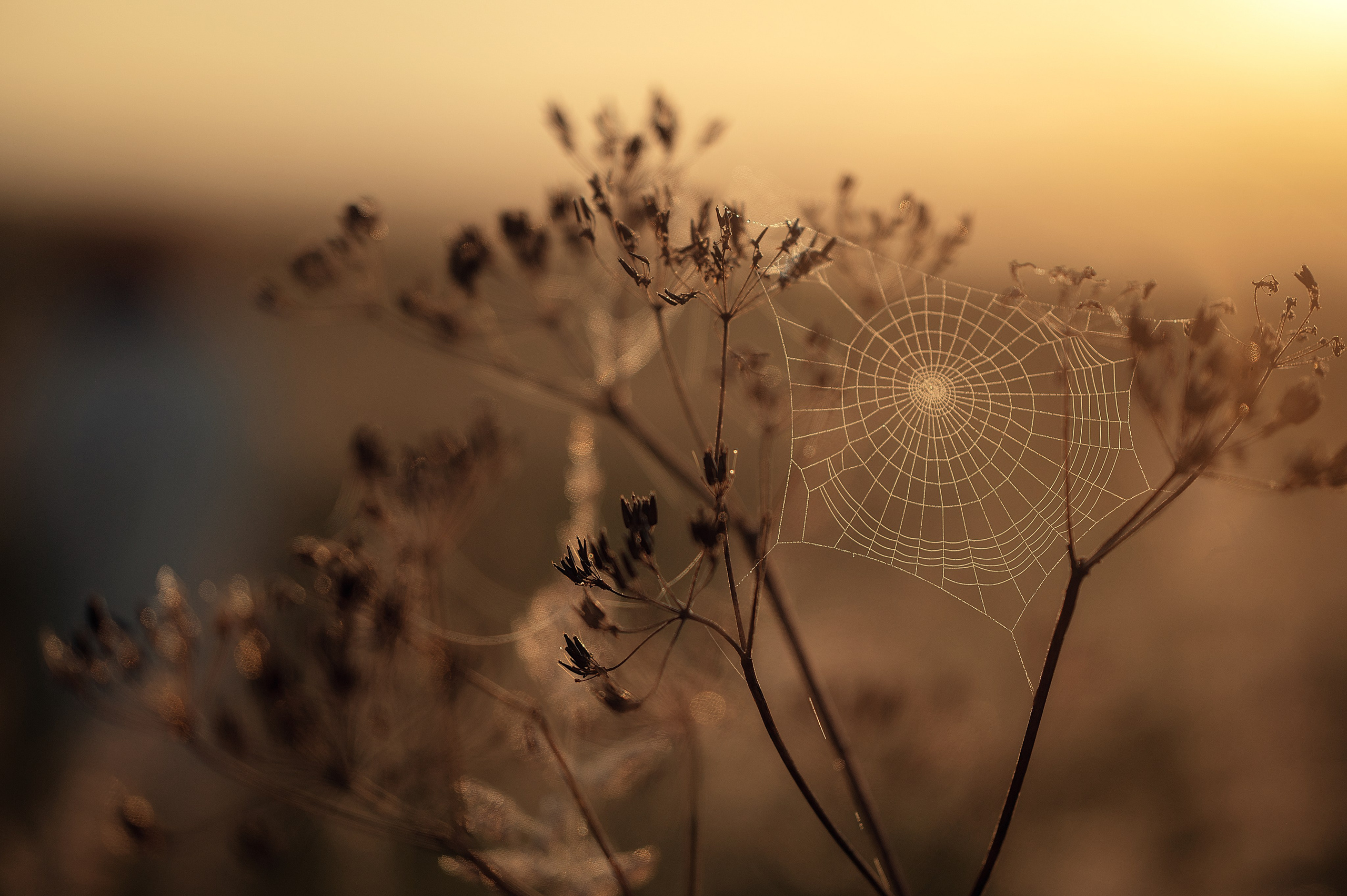 Ты меня на рассвете разбудишь…. Детский и семейный фотограф