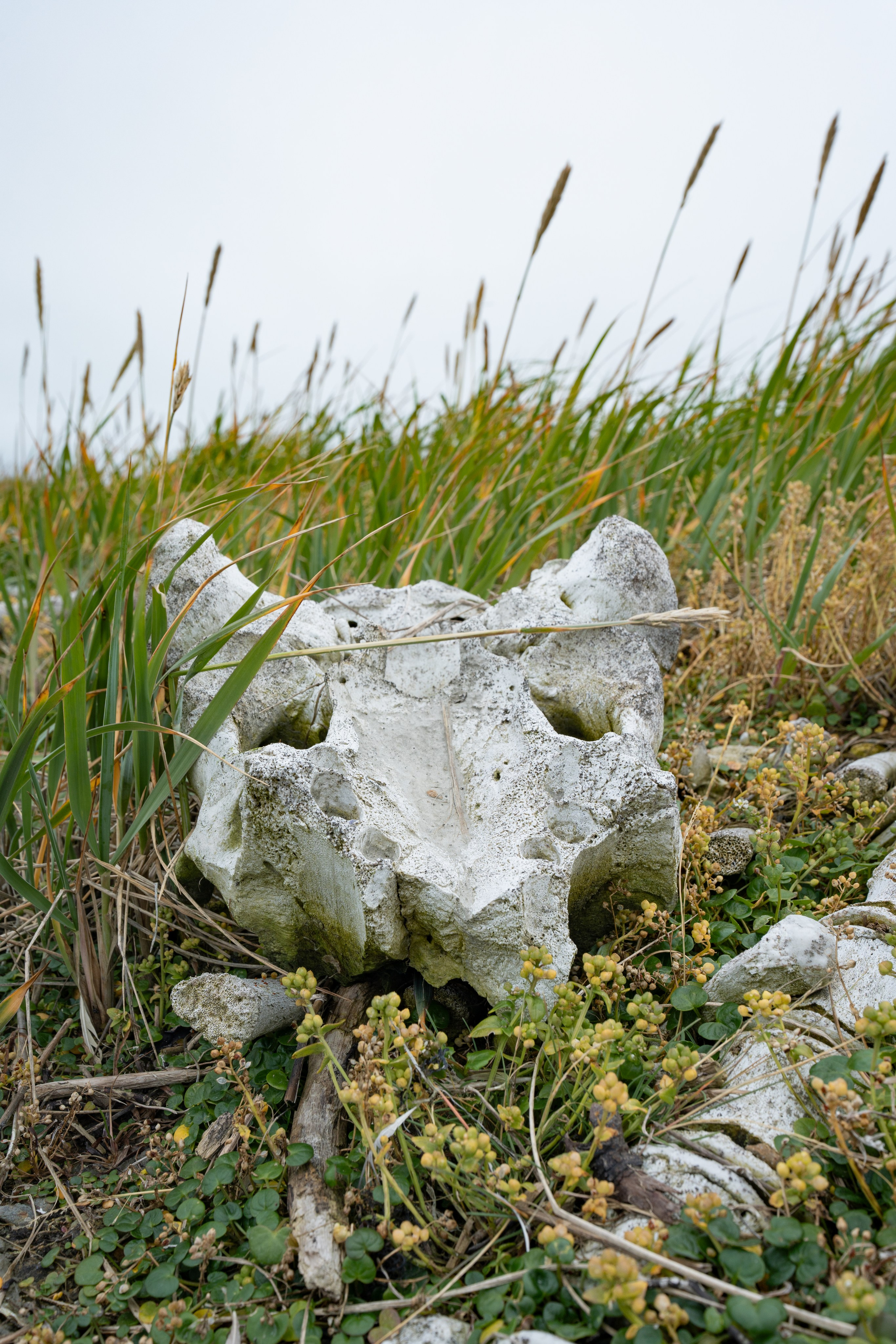 Чукотка. Gusarov Travel Photography