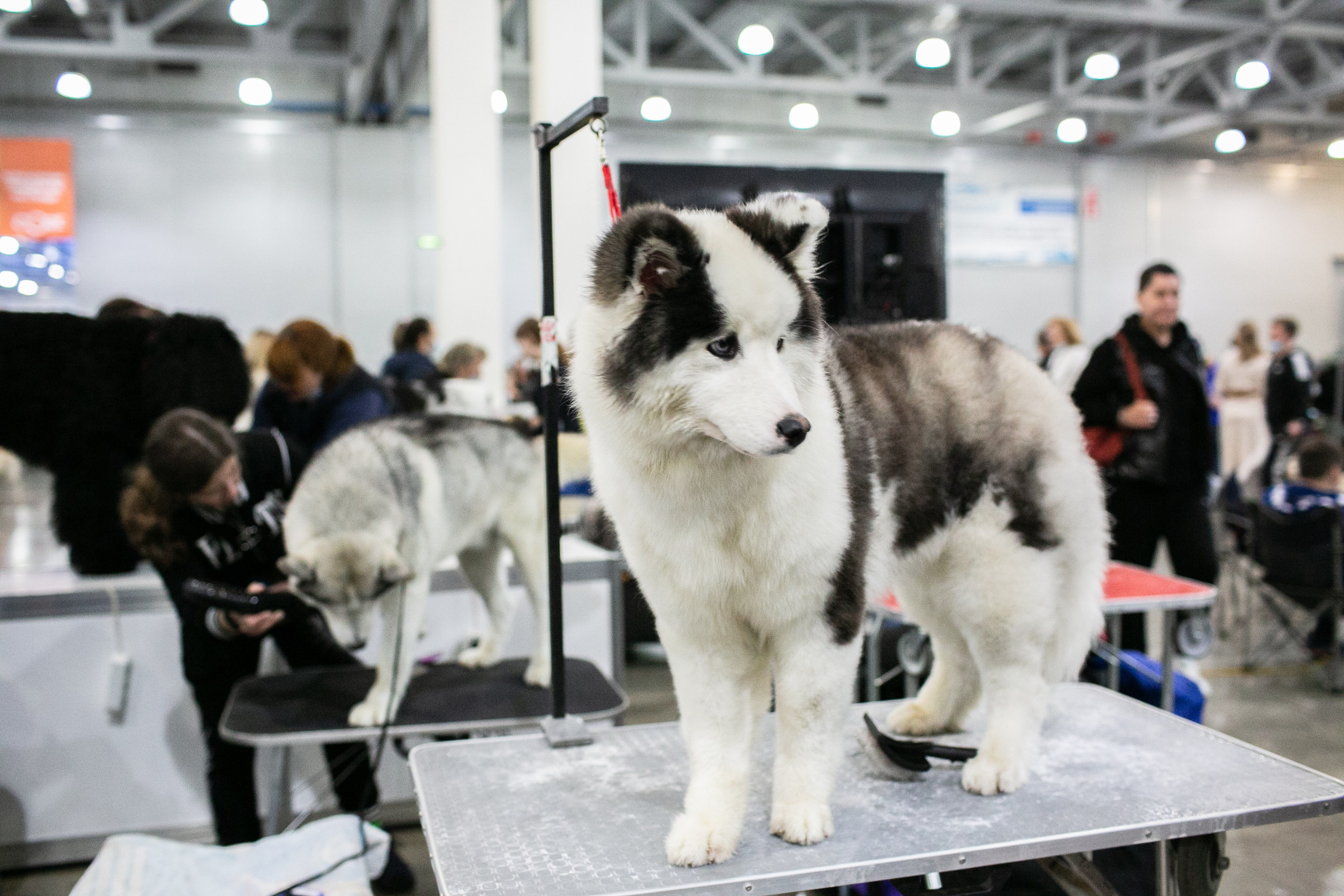 Выставки. Профессиональный фотограф Евгений Земцов в Москве. Контент съемка, репортаж мероприятий, бизнес портреты