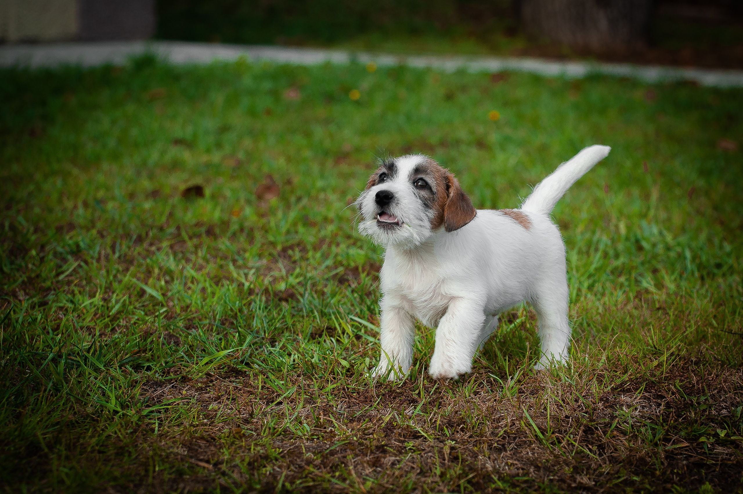 Щенок кобель ДРТ. КАНЕ МАЭСТРО — питомник Джек рассел терьеров