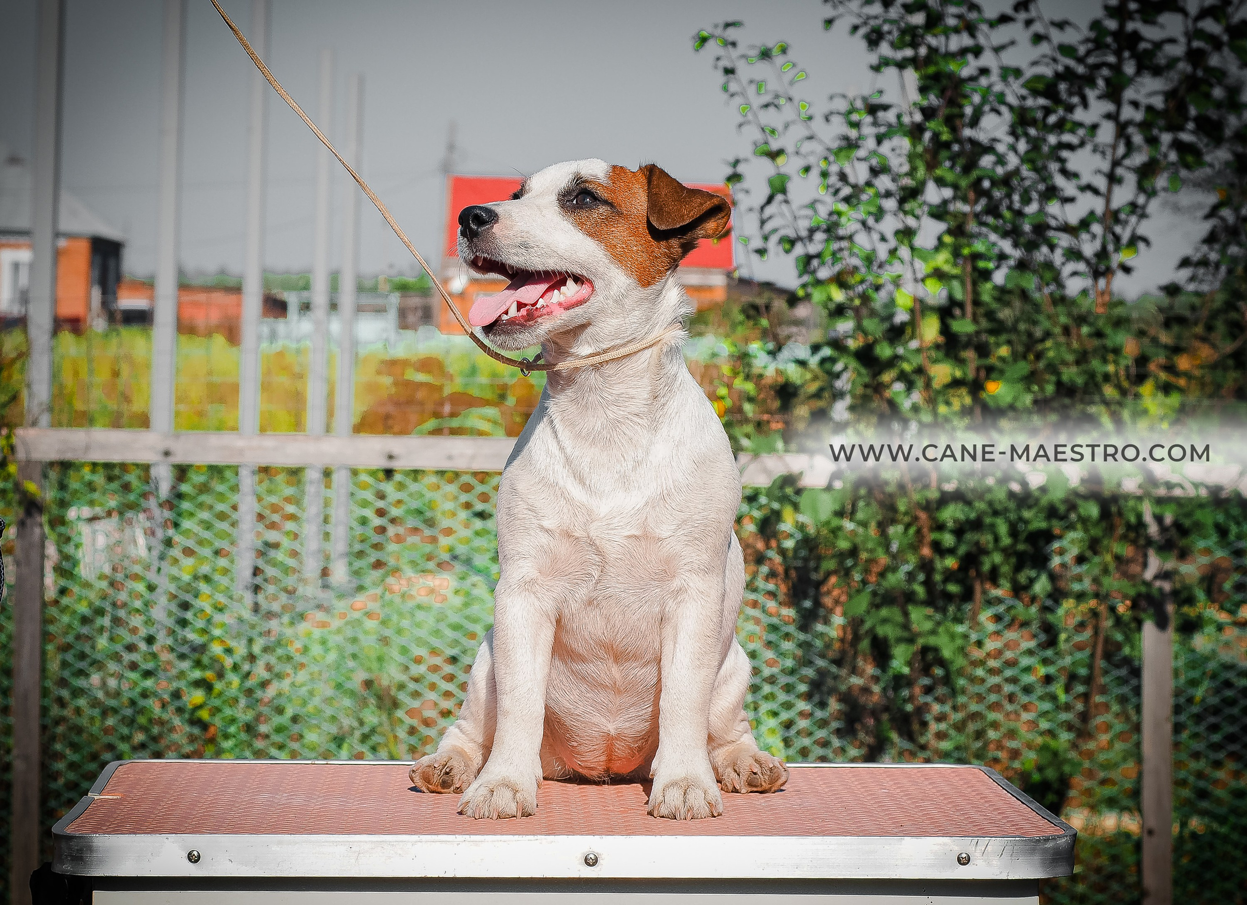 Щенок Джек-рассел-терьер. КМ ФЕРИТЕЙЛ. Гладкий джек рассел. Девочка№1. КАНЕ МАЭСТРО — питомник Джек рассел терьеров