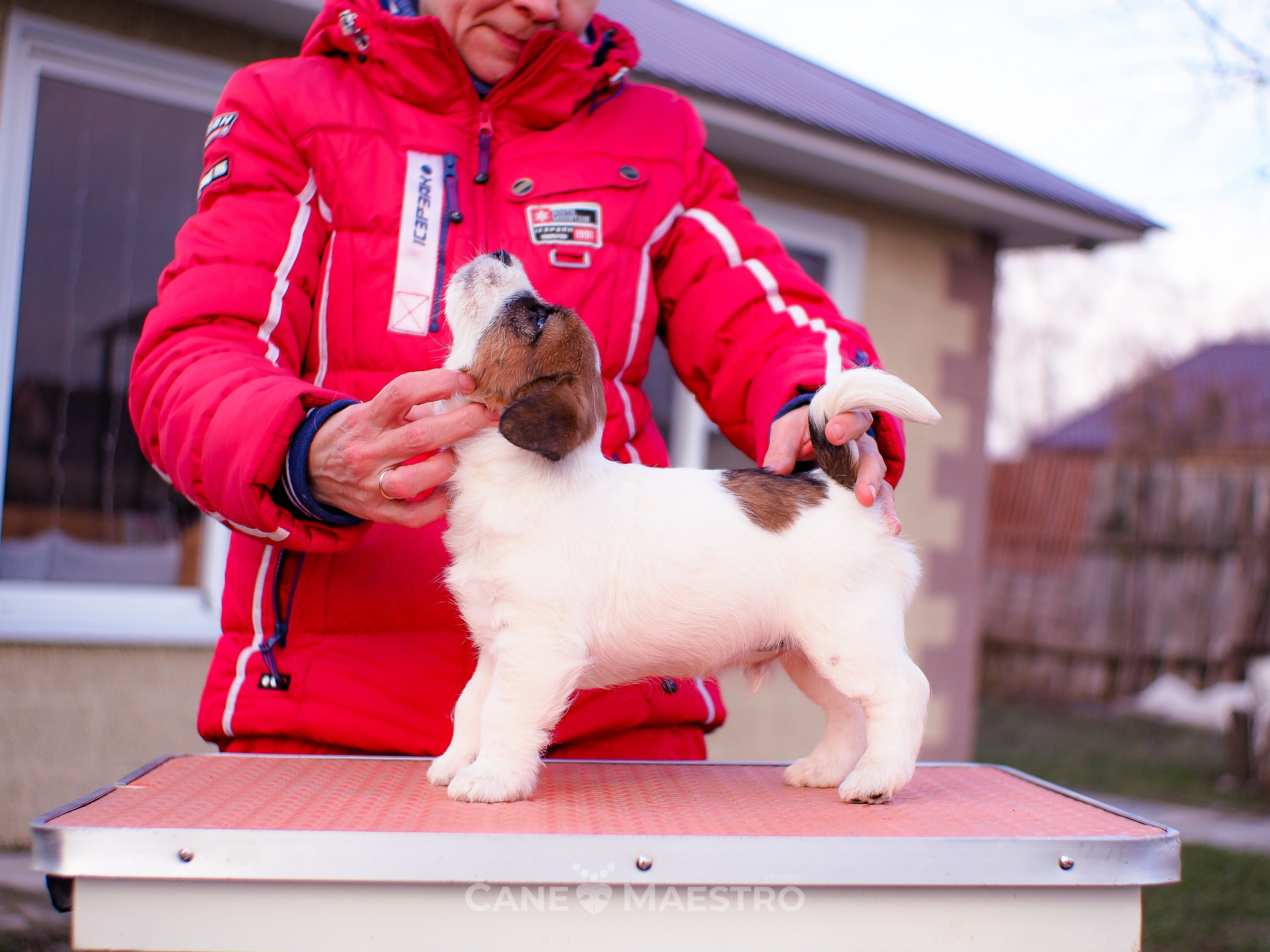 Мальчик 2. Кобель бело-рыжий. Джек рассел терьер щенок. КАНЕ МАЭСТРО — питомник Джек рассел терьеров