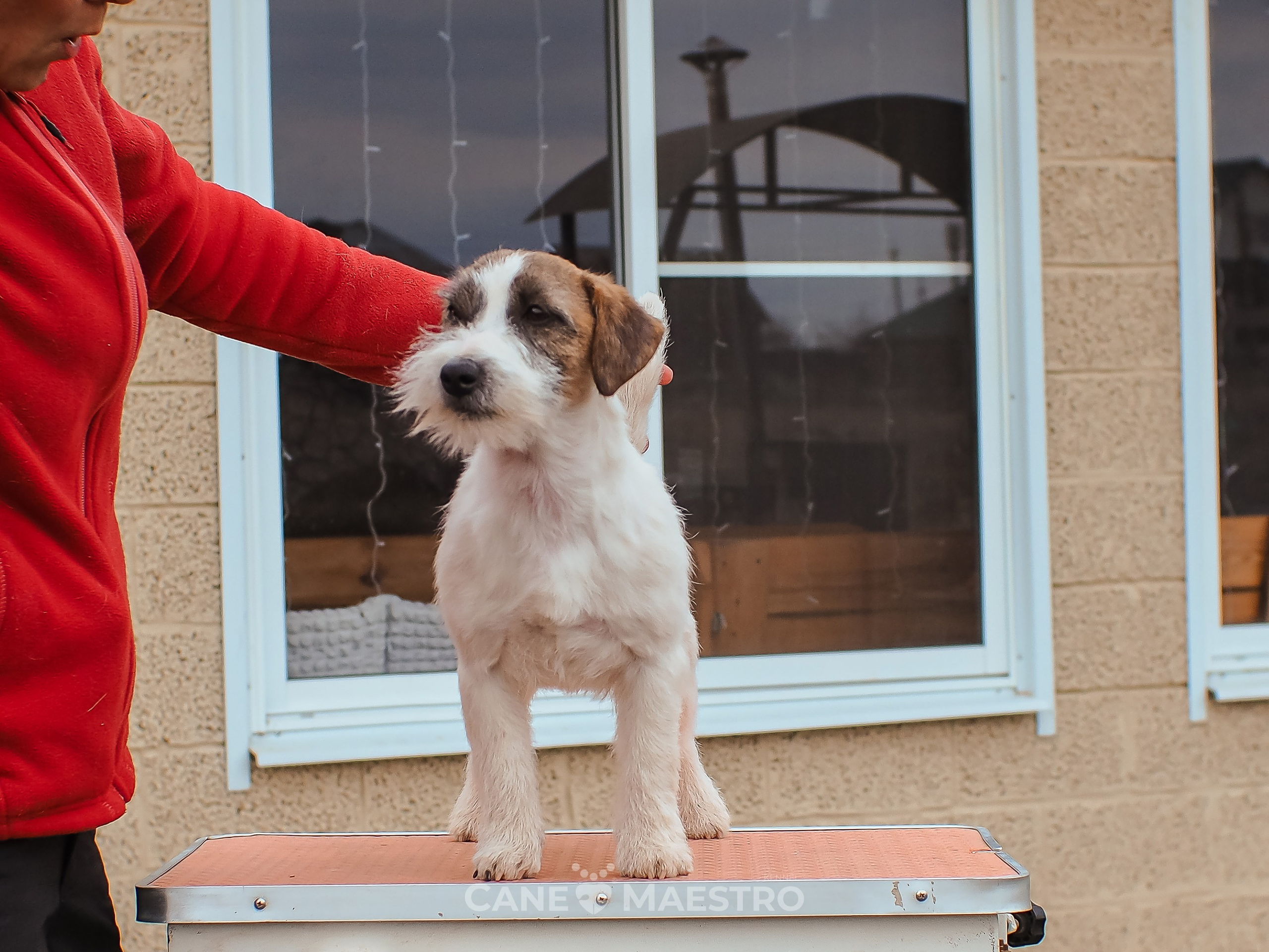 Щенок кобель ДРТ. КАНЕ МАЭСТРО — питомник Джек рассел терьеров